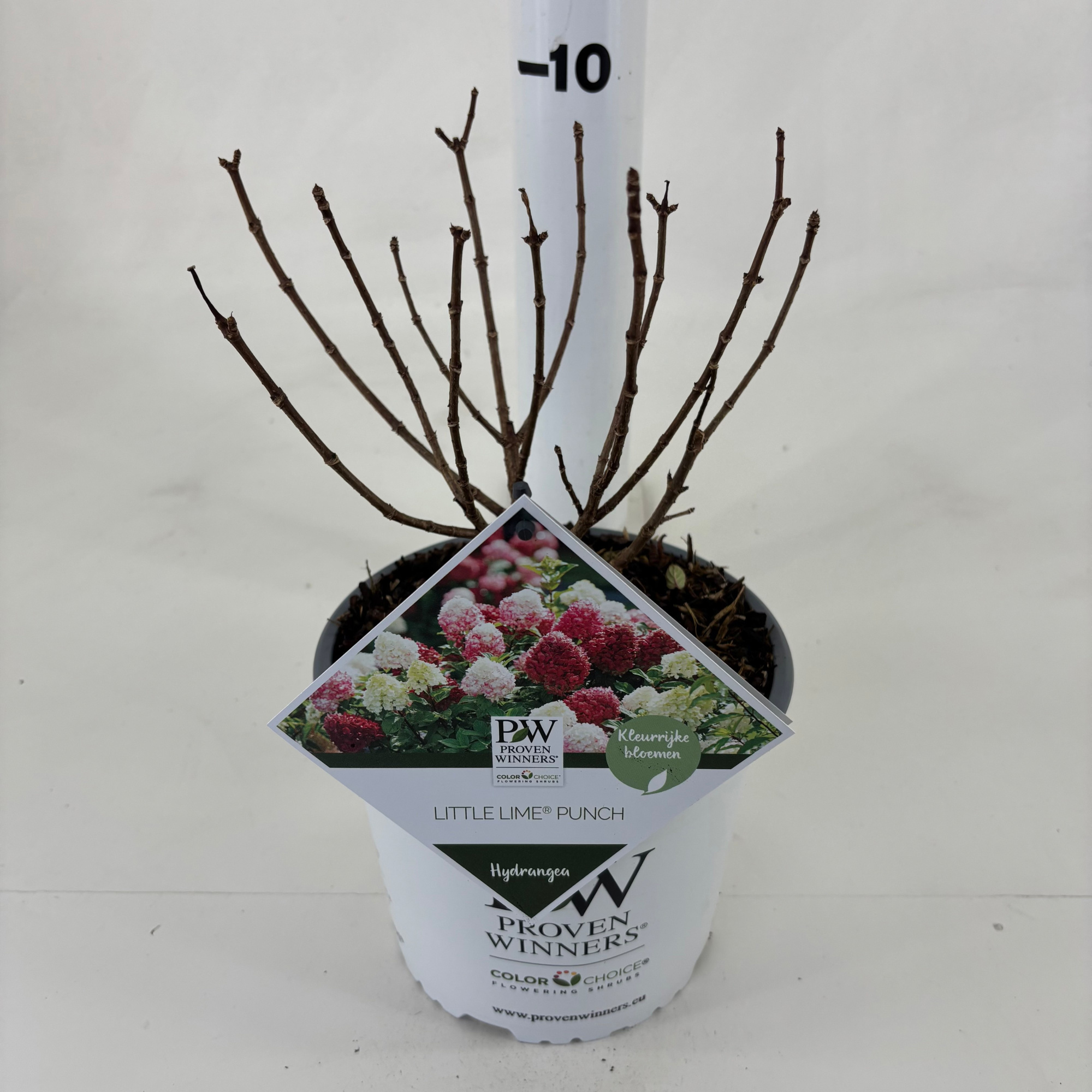 Hydrangea paniculata 'Little Lime Punch' ®, D 19