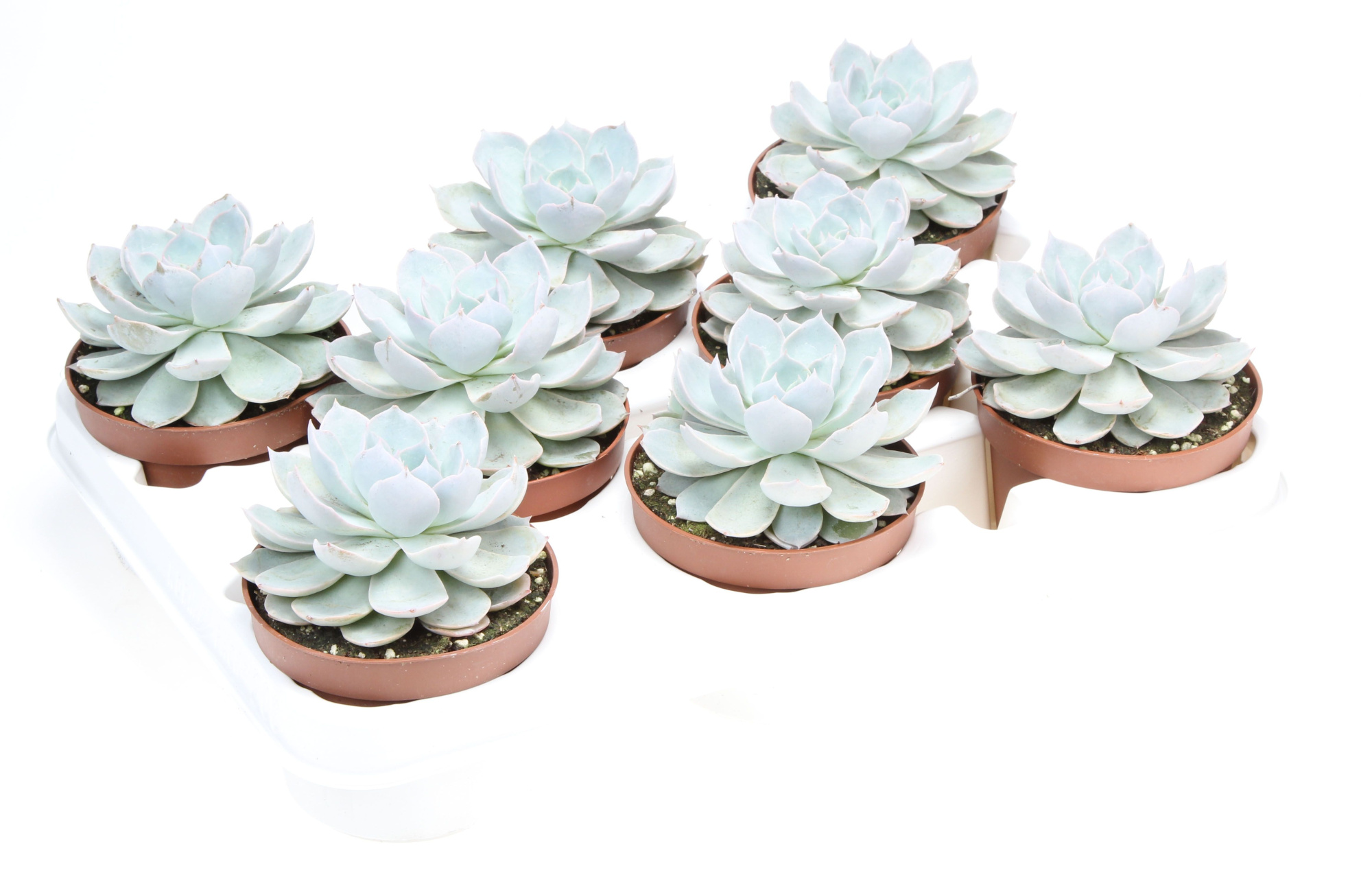 Echeveria subsessilis, D 10,5