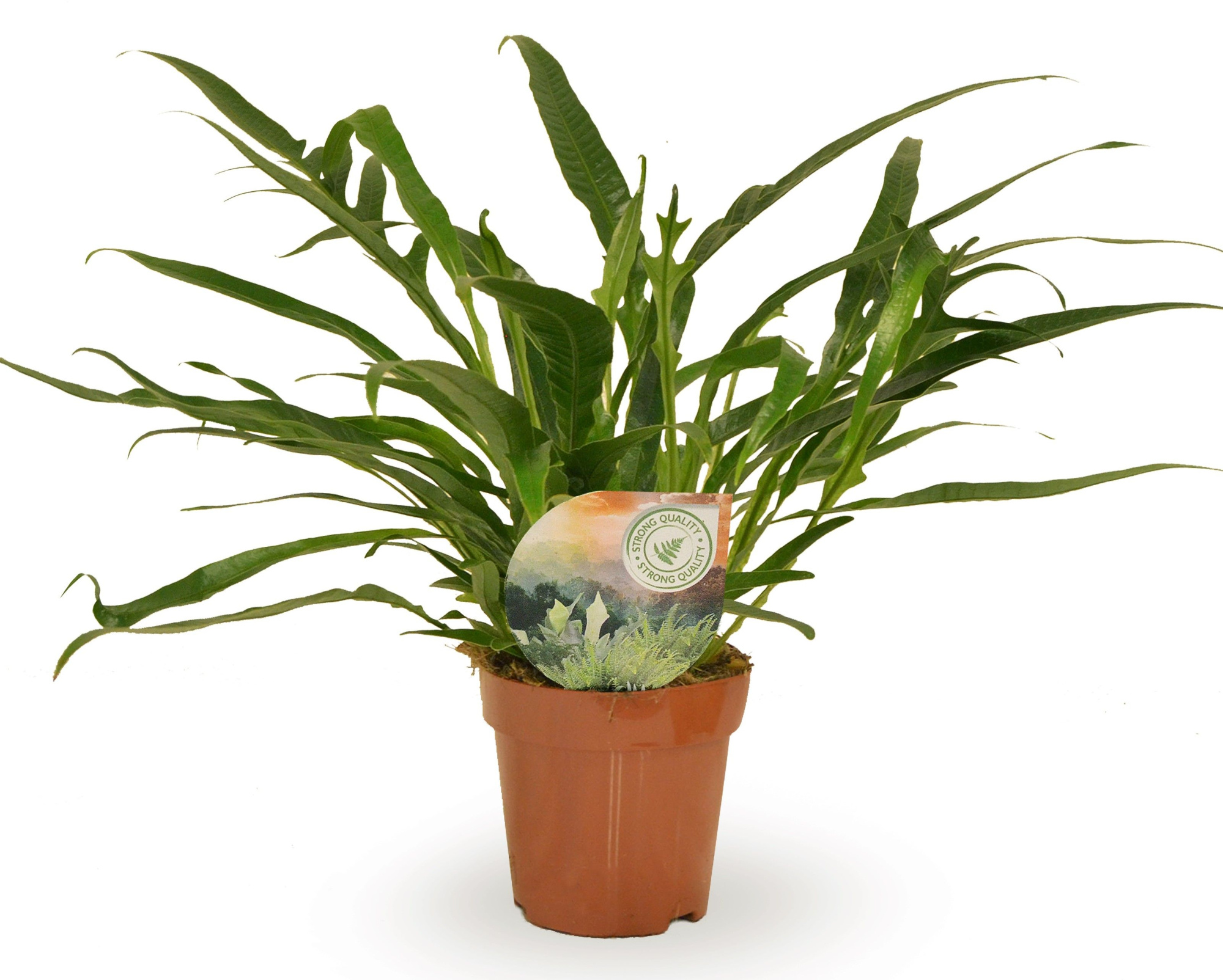 Aglaomorpha Jim, D 12