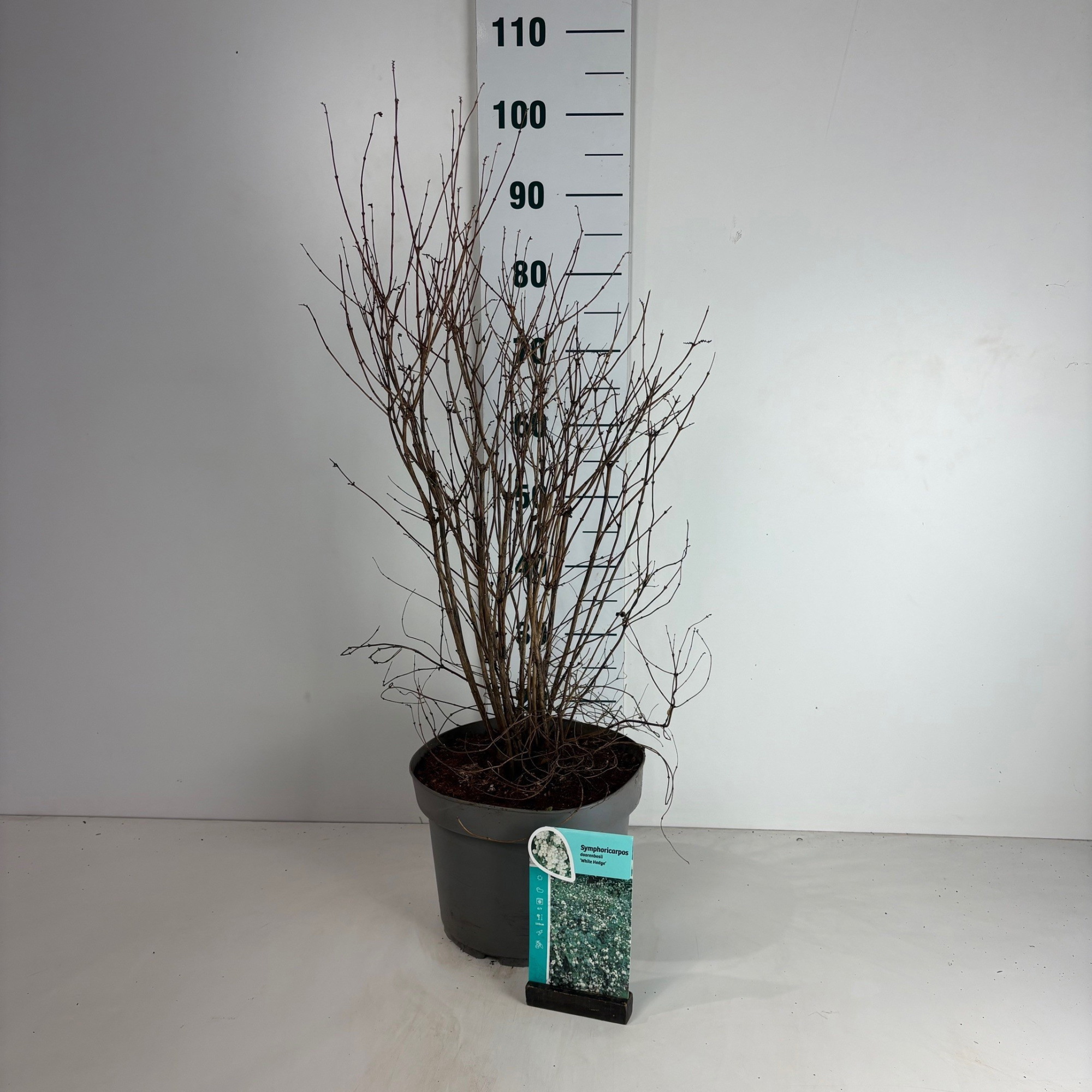 Symphoricarpos doorenbosii White Hedge, D 29