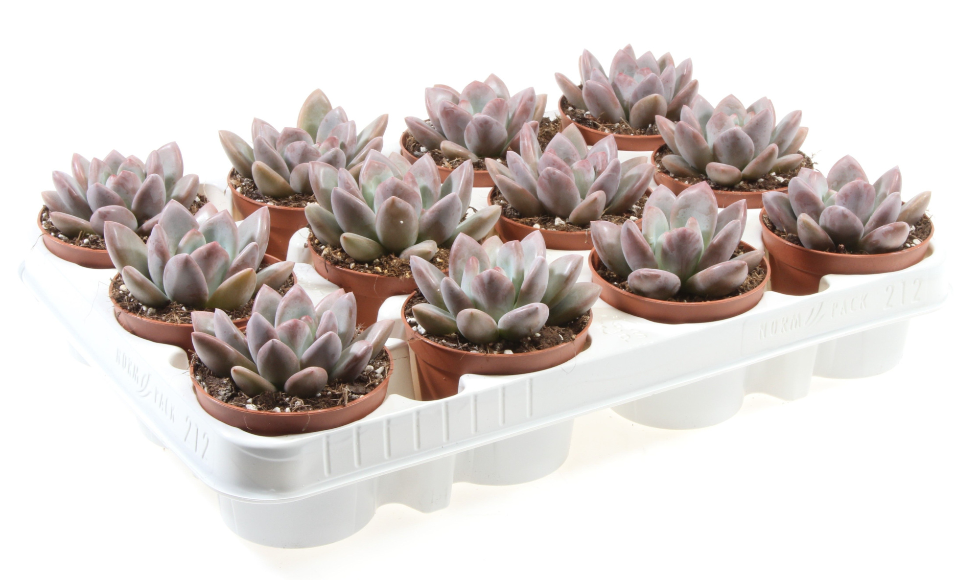 Echeveria yvonii, D 8,5