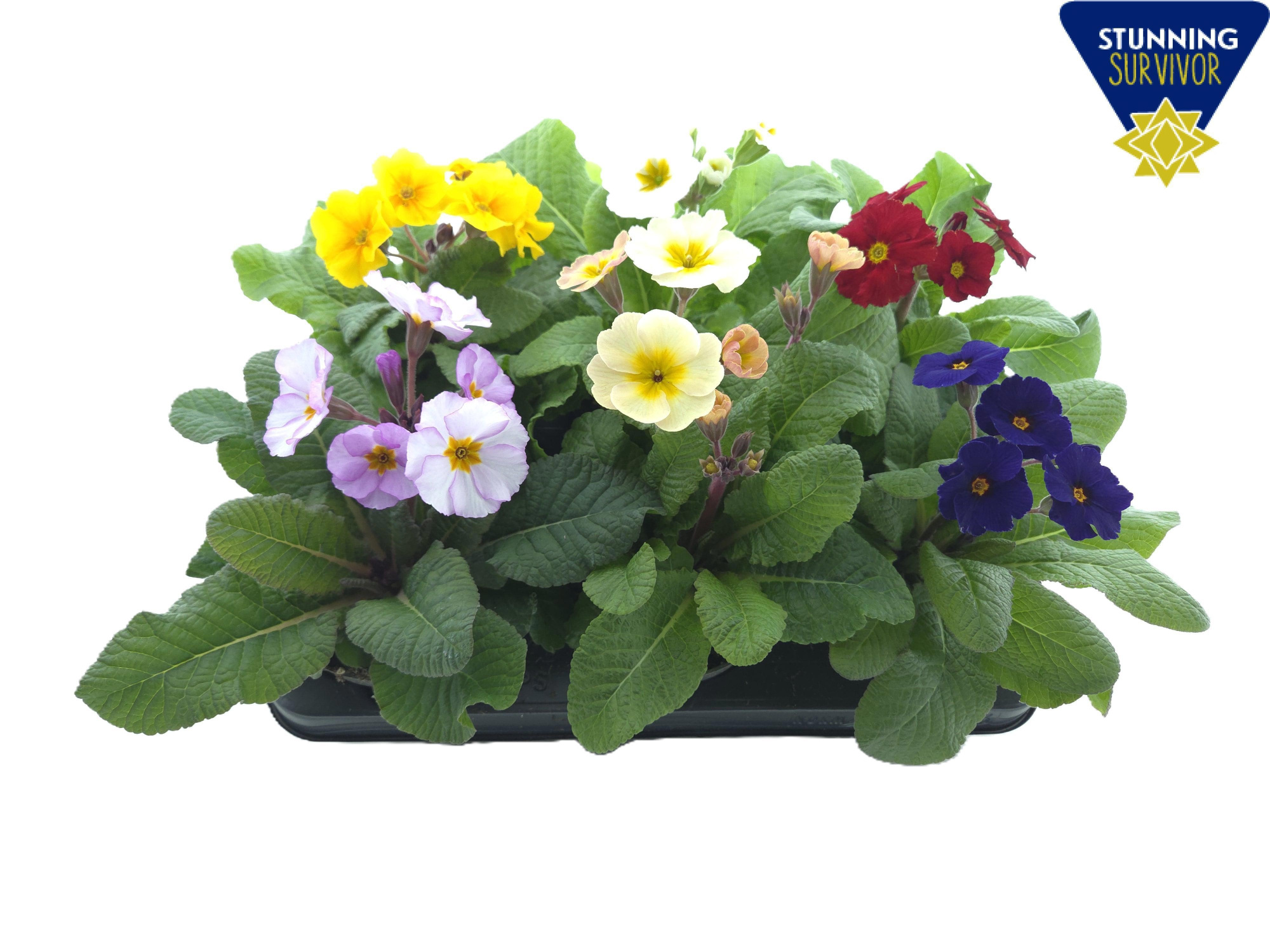 Primula elatior Stella mix P12, D 12