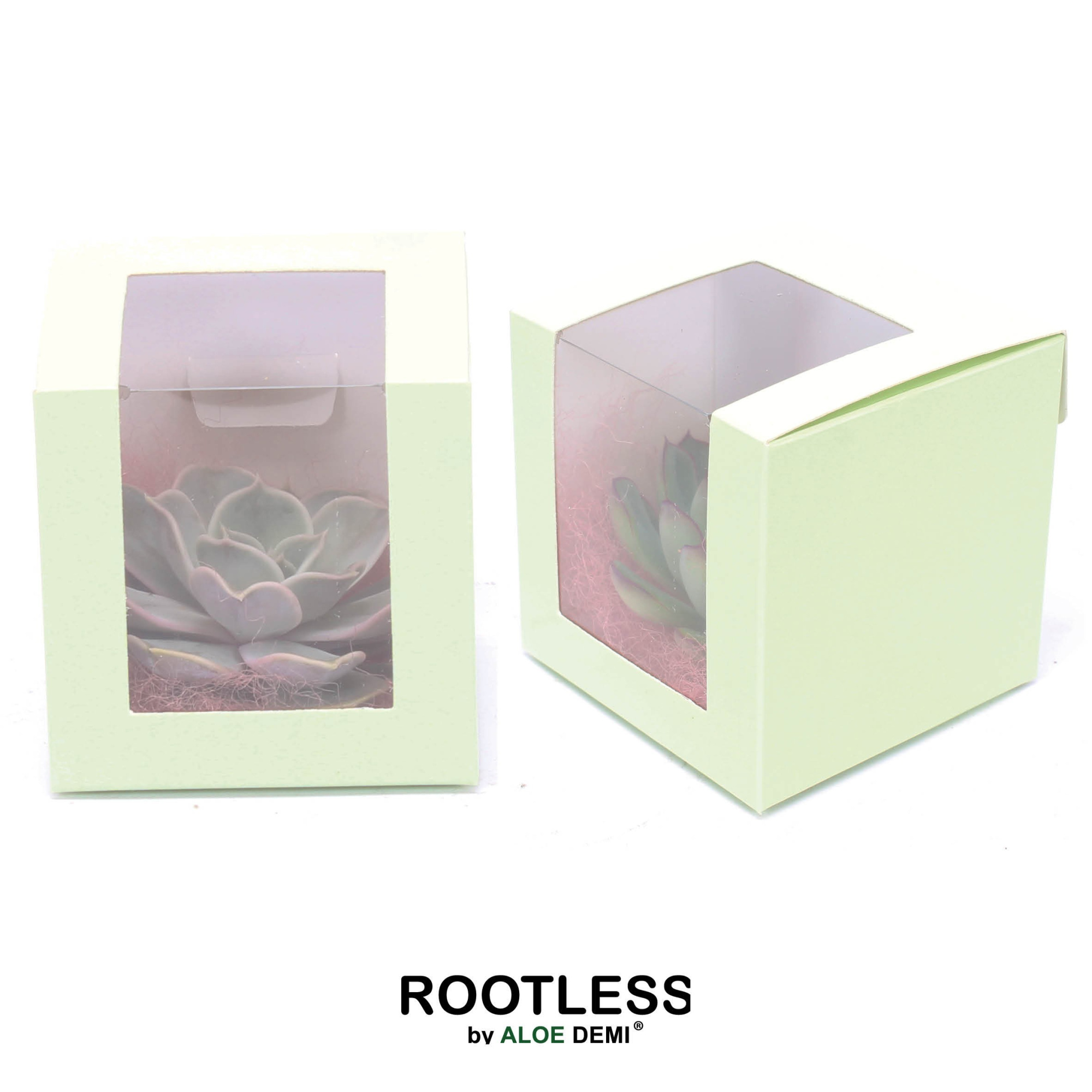 ROOTLESS Echeveria 7-10 cm, Presentation cube pastel green, D 8