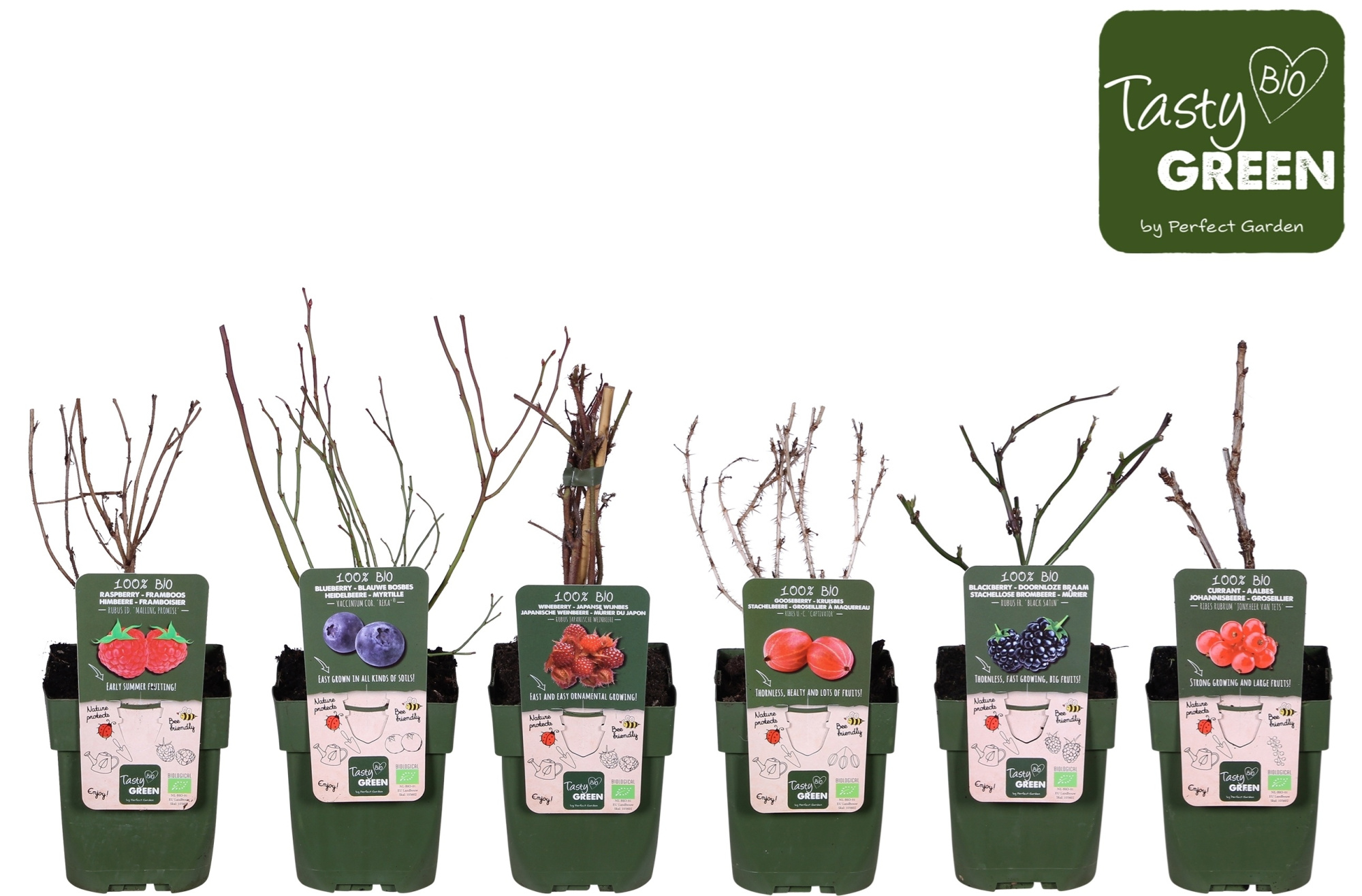 Fruit mix tray bio standaard P13 (6x6), D 13