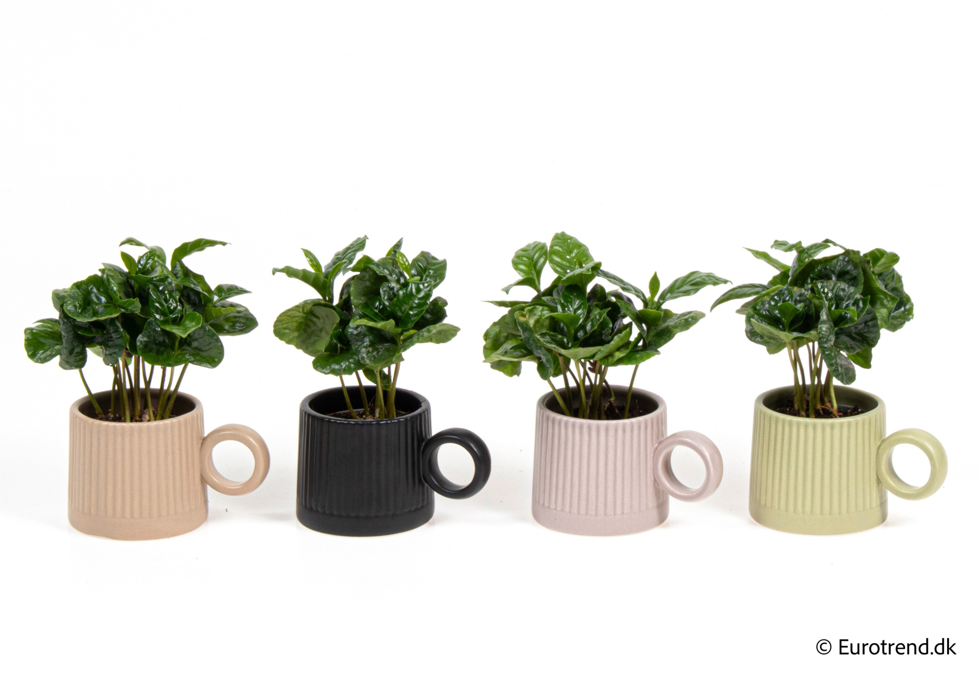 Coffea in New Look ceramic 2026, D 6