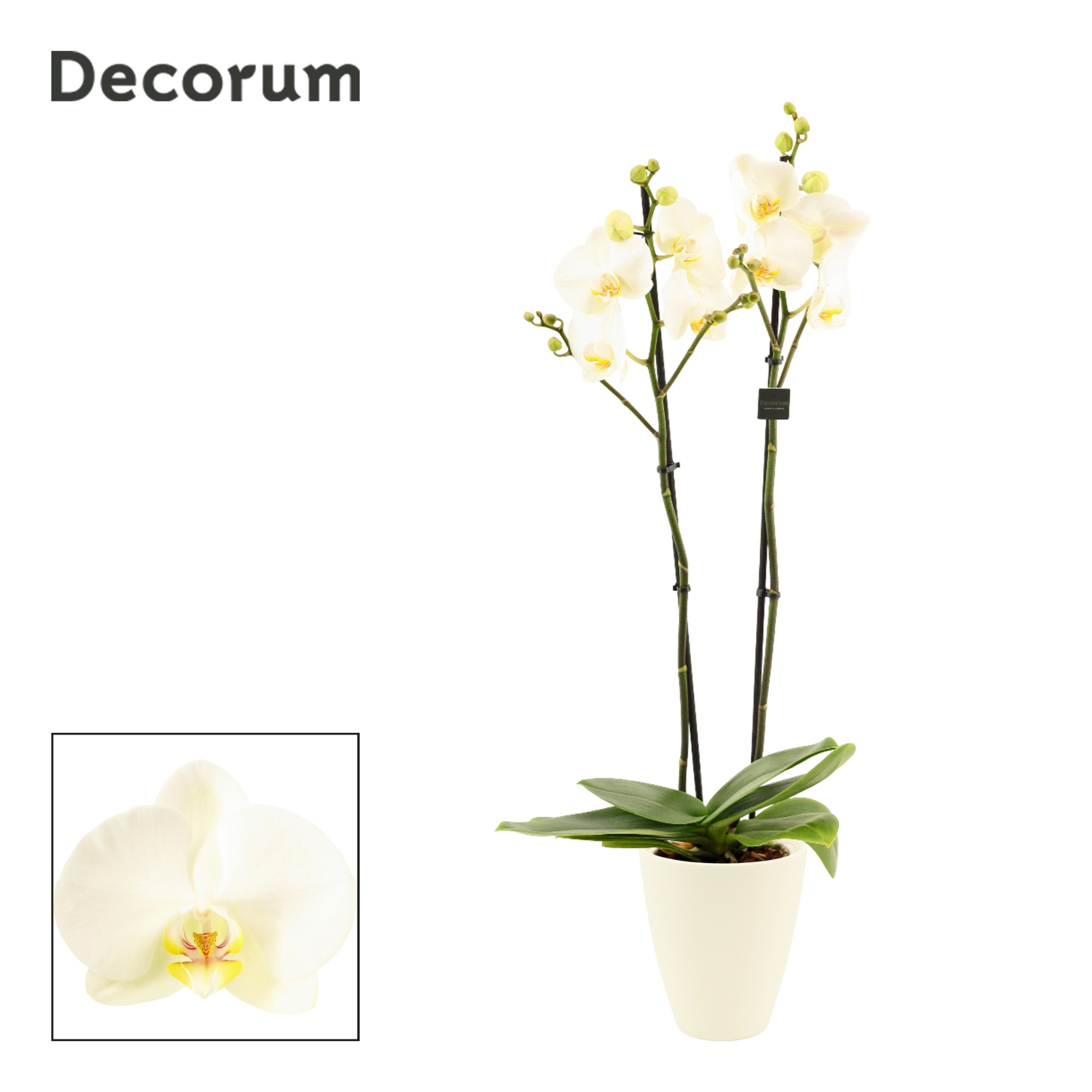 Phalaenopsis 2 tak 16+ wit in Carly wit mat(Deco-collection), D 12