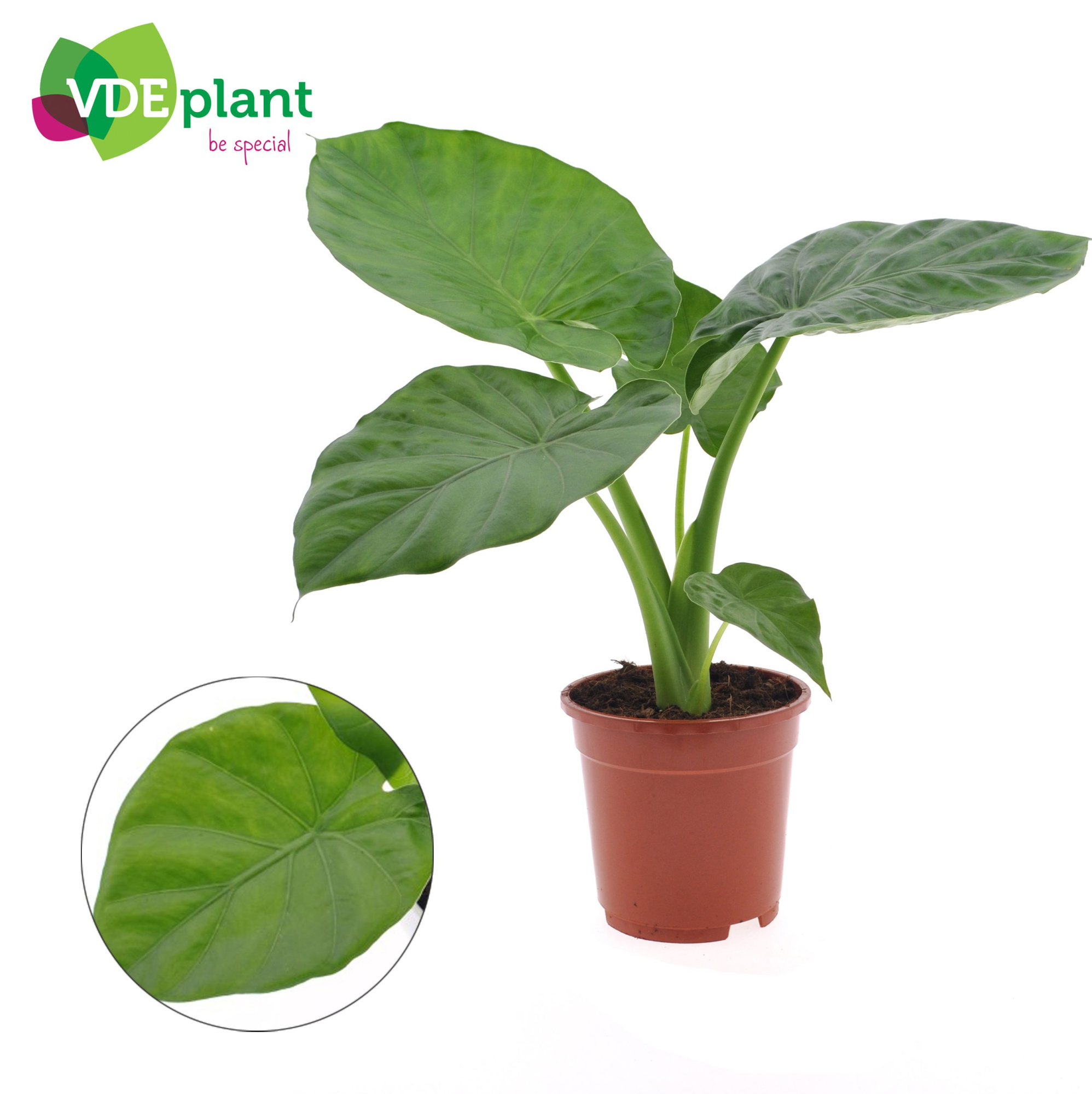 Alocasia Macrorrhiza, D 17
