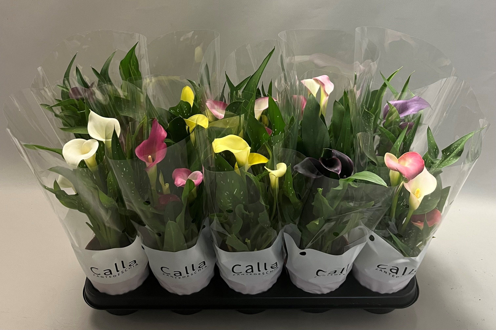 Zantedeschia gemengd Castlemix, D 12