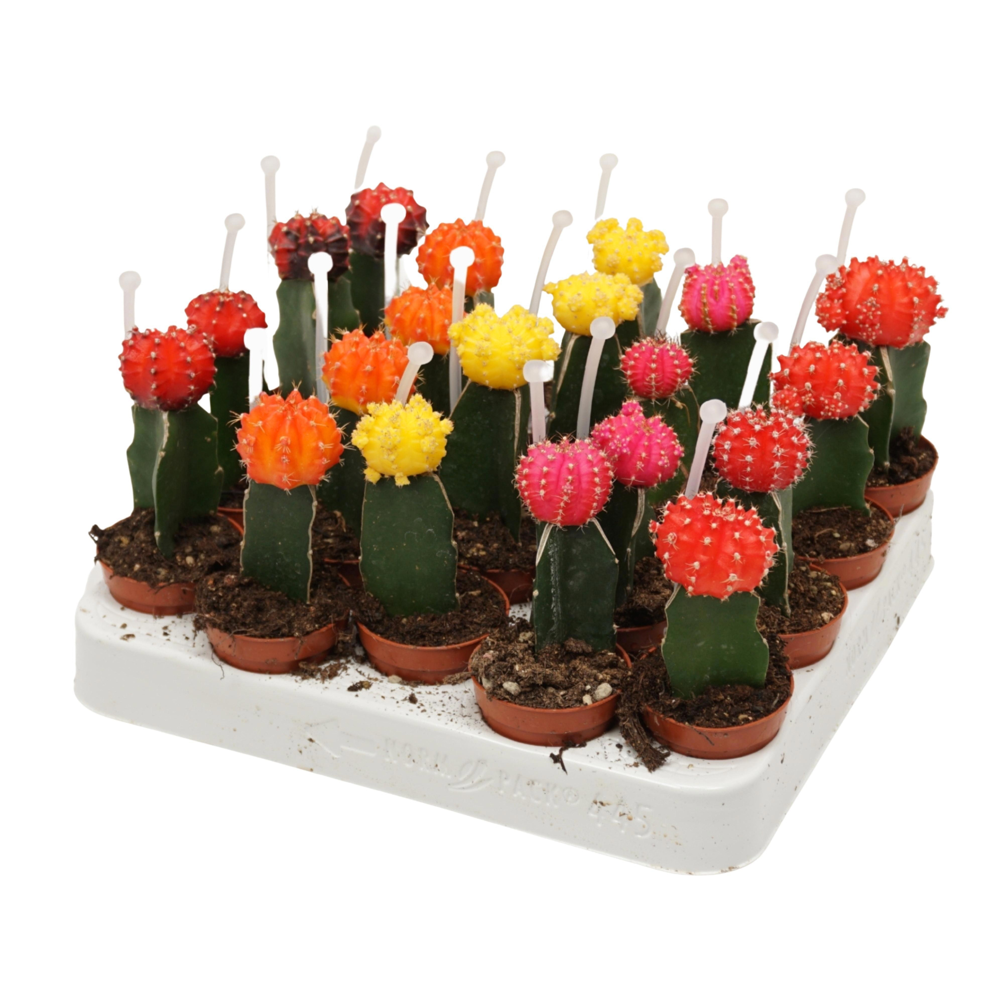 Gymnocalycium mix geënt 5,5 cm met picker, D 5,5