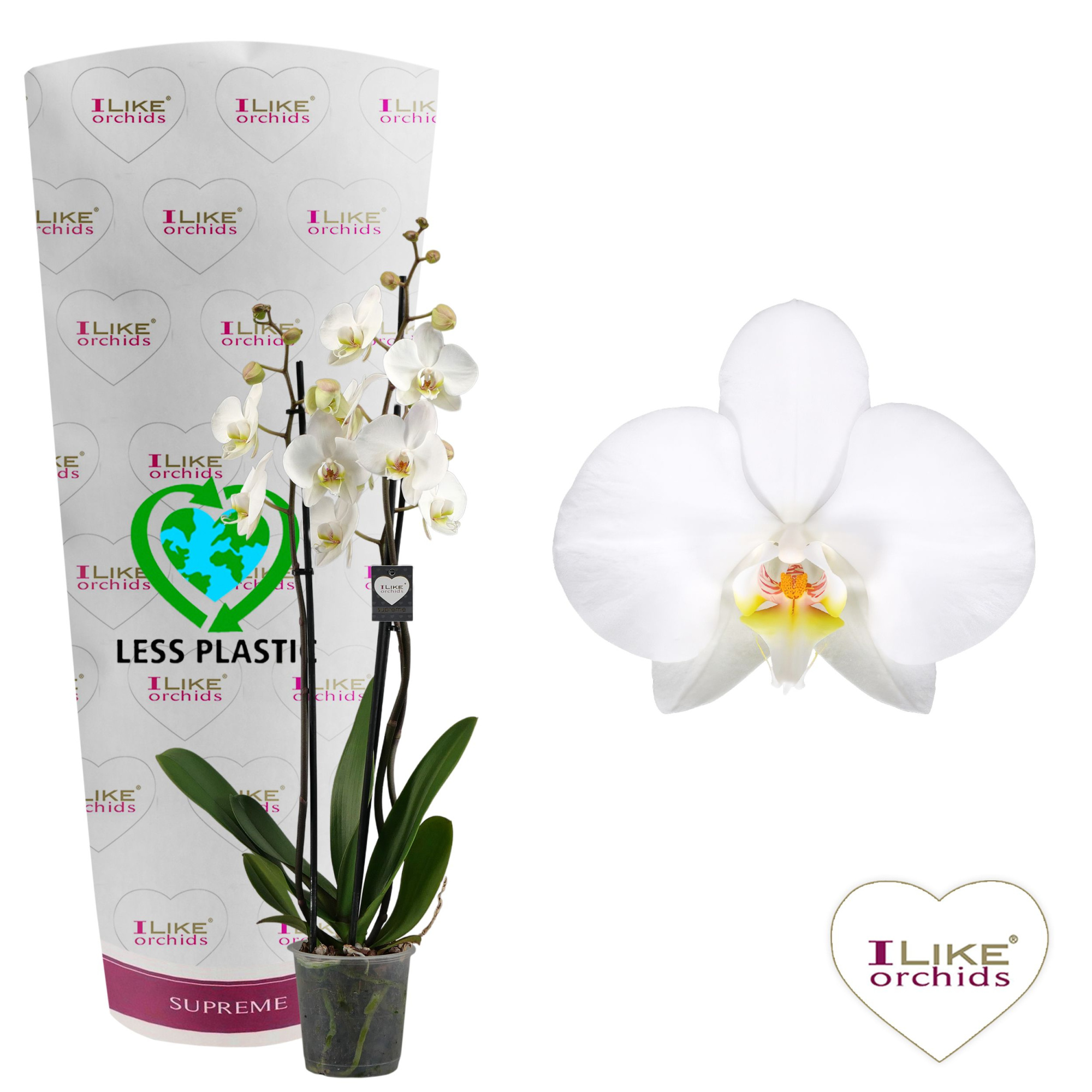 Phalaenopsis Leeds - 3 tak 70cm (Less plastic), D 12