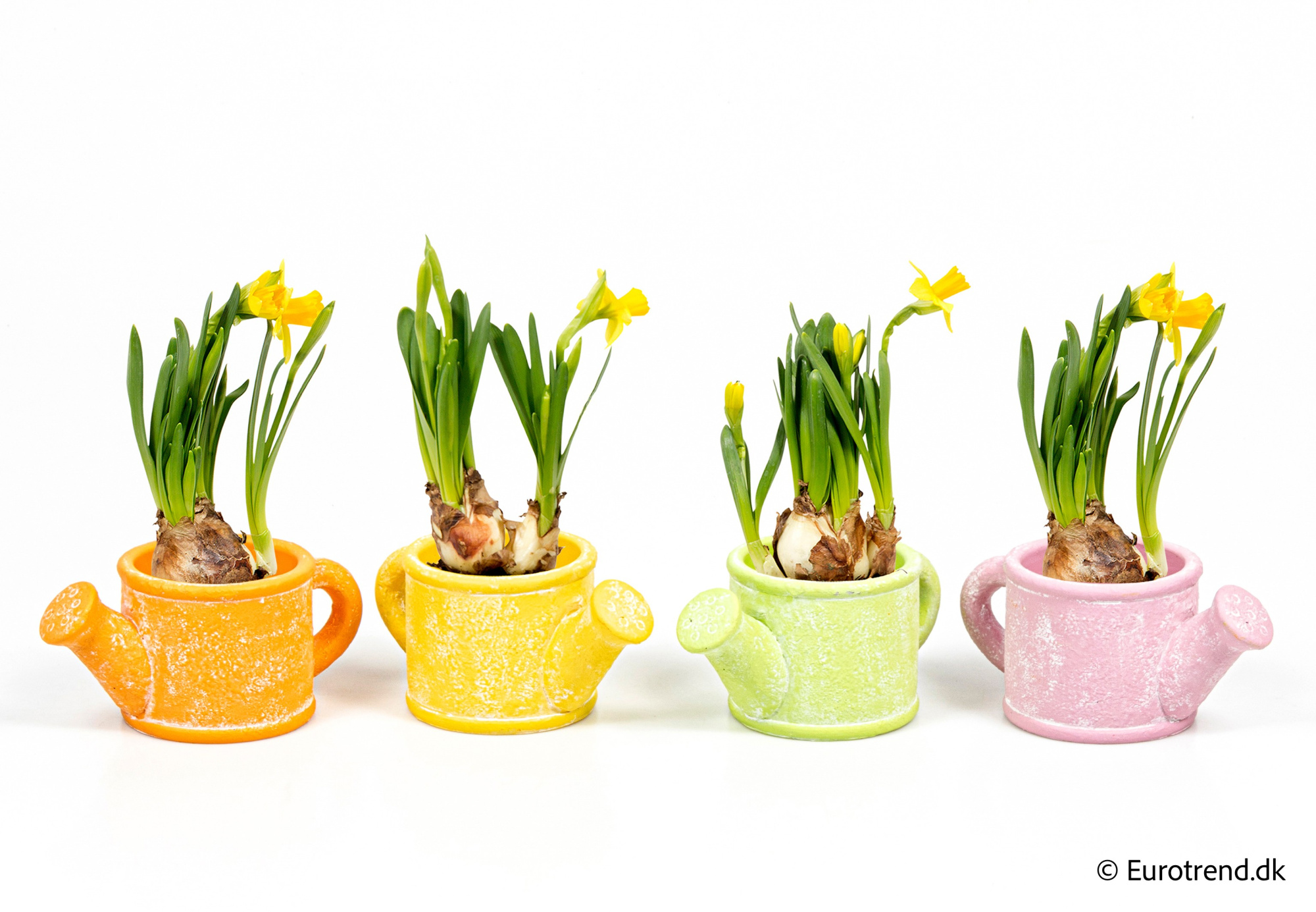 Narcissus in Easter ceramic 2026, D 6