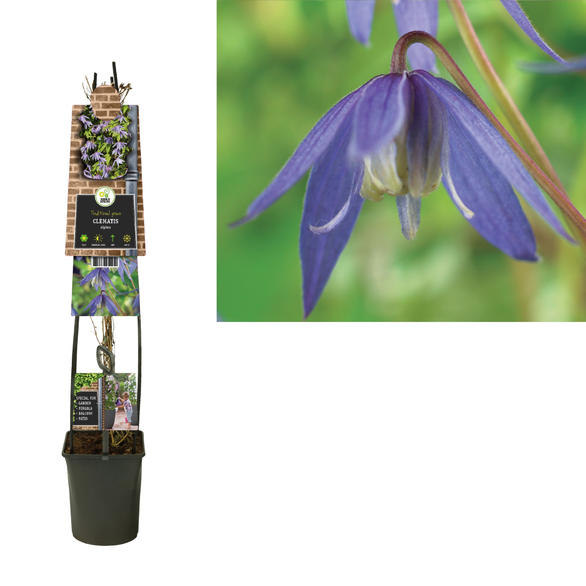 Clematis alpina +3.0 label, D 23