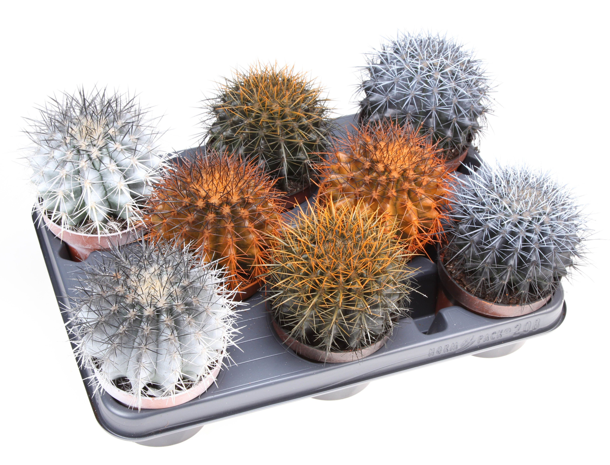 Halloween bicolor grusonii, D 10,5