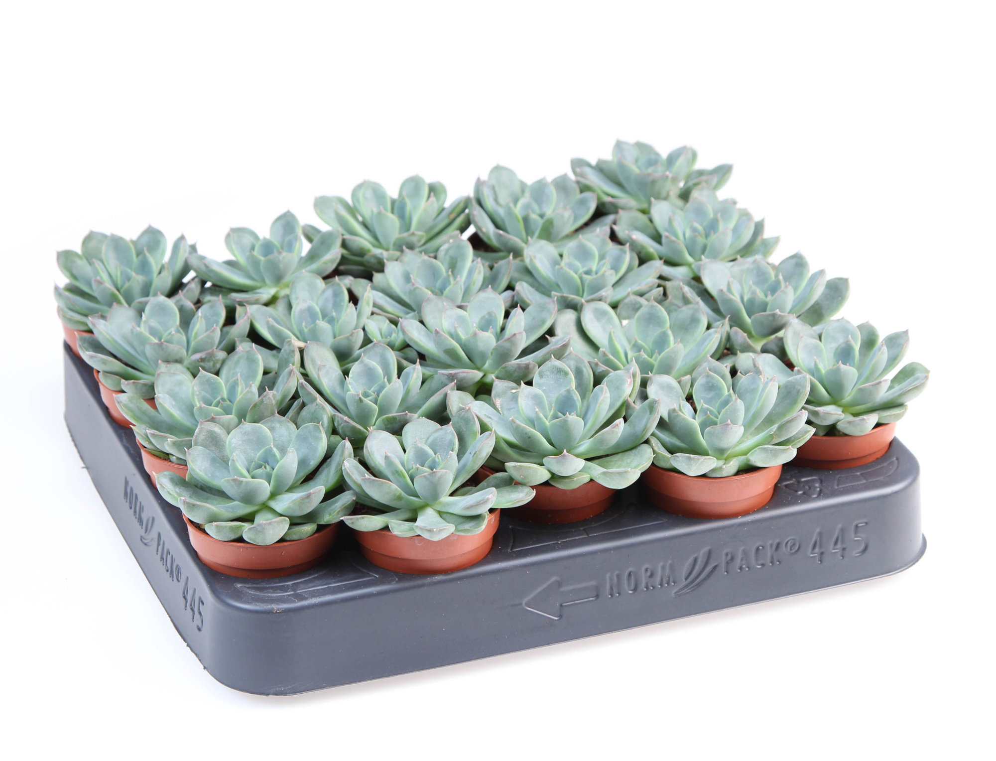 Echeveria hybrid Merga, D 5,5