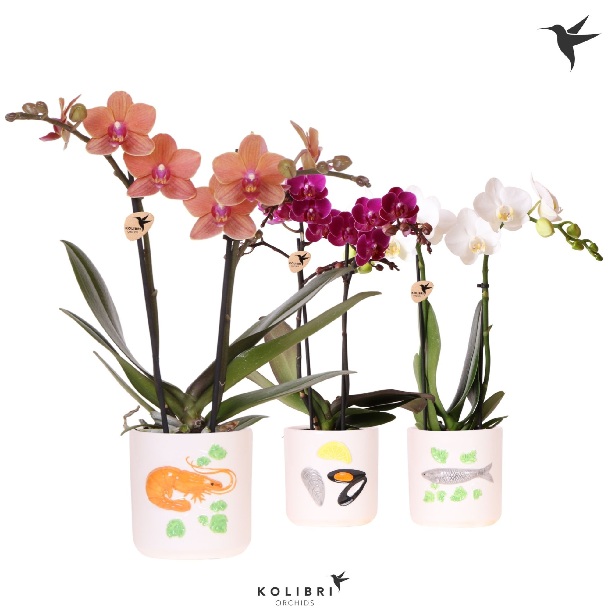 Kolibri Orchids Phalaenopsis mix 2 spike in Fruits De Mer pot mix, D 9