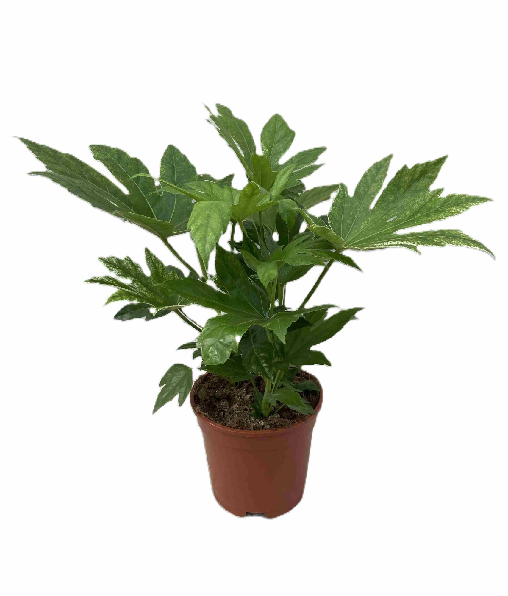 FATSIA JAPONICA 'Speider web', D 17