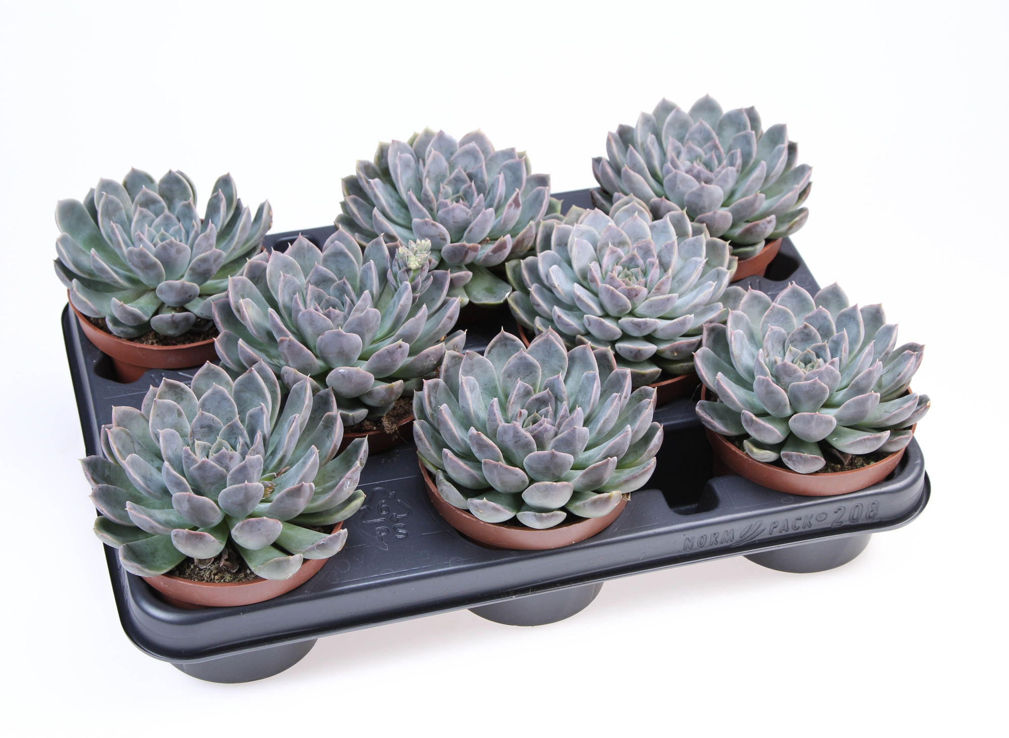 Echeveria hybrid Zibal, D 10,5