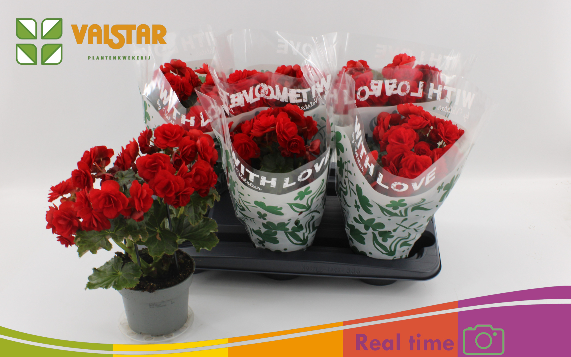 Begonia 13cm With Love by Valstar hoes Red, D 13