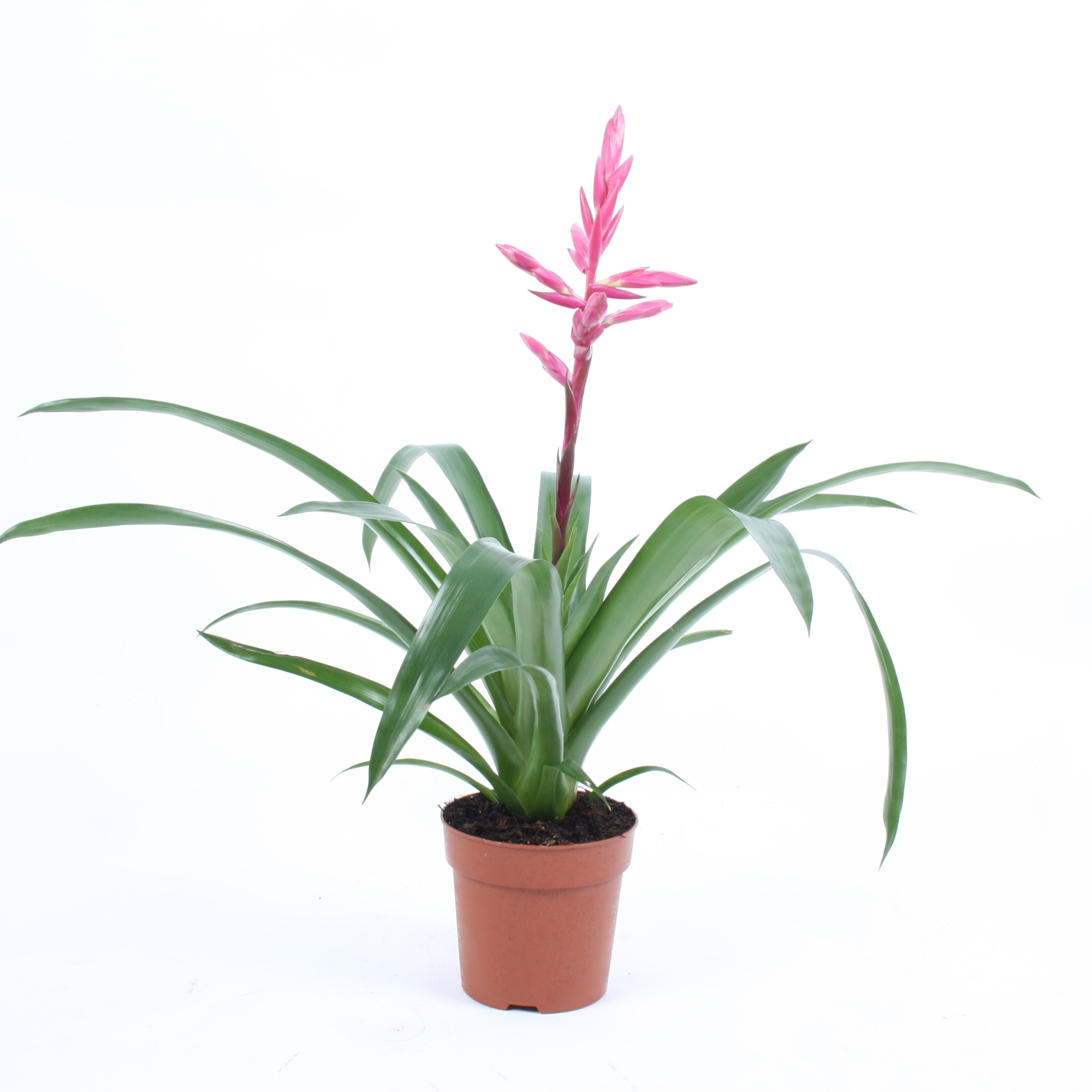 Guzmania Claire, D 12