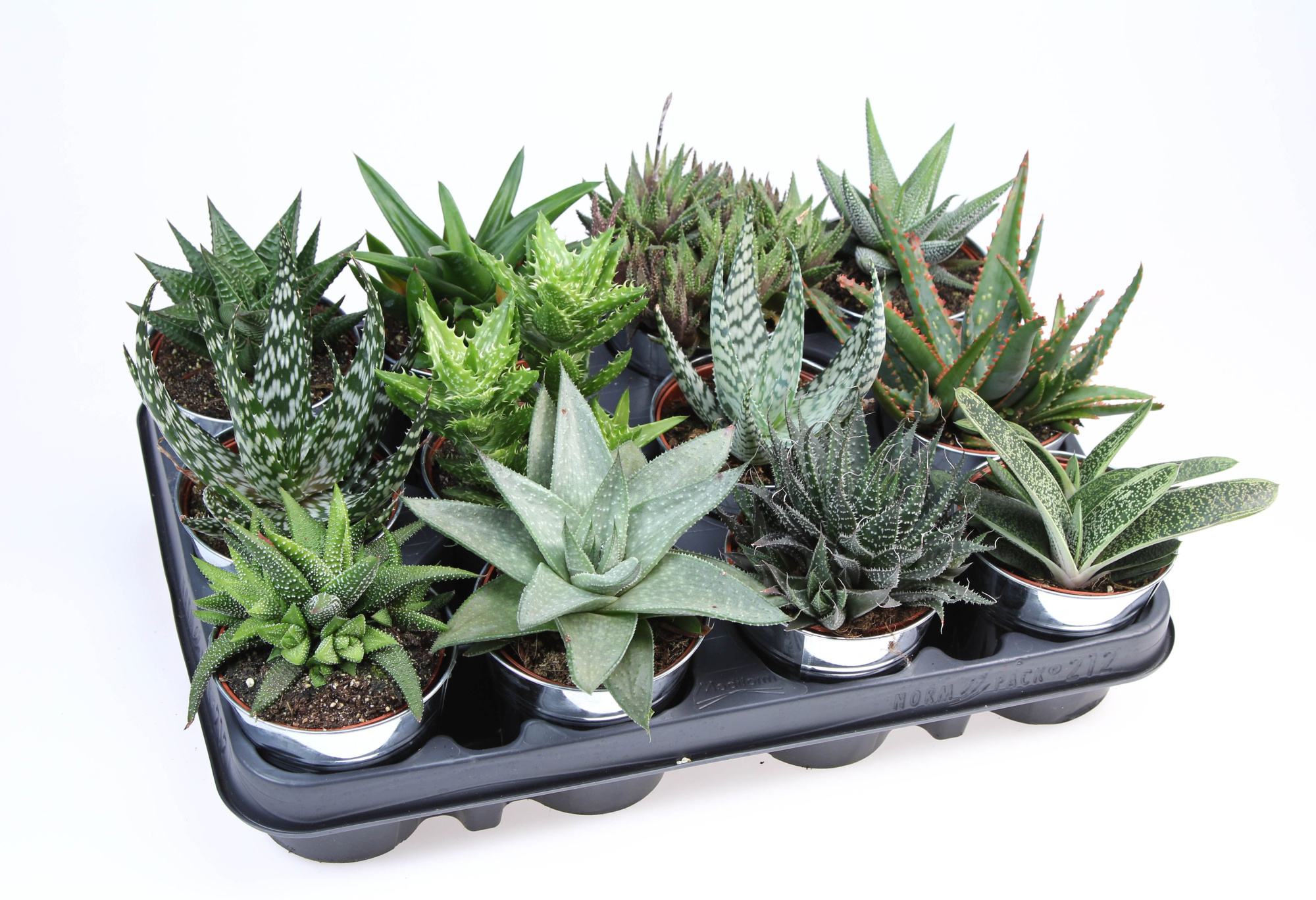 Haworthia mix in Zinkpot, D 8,5