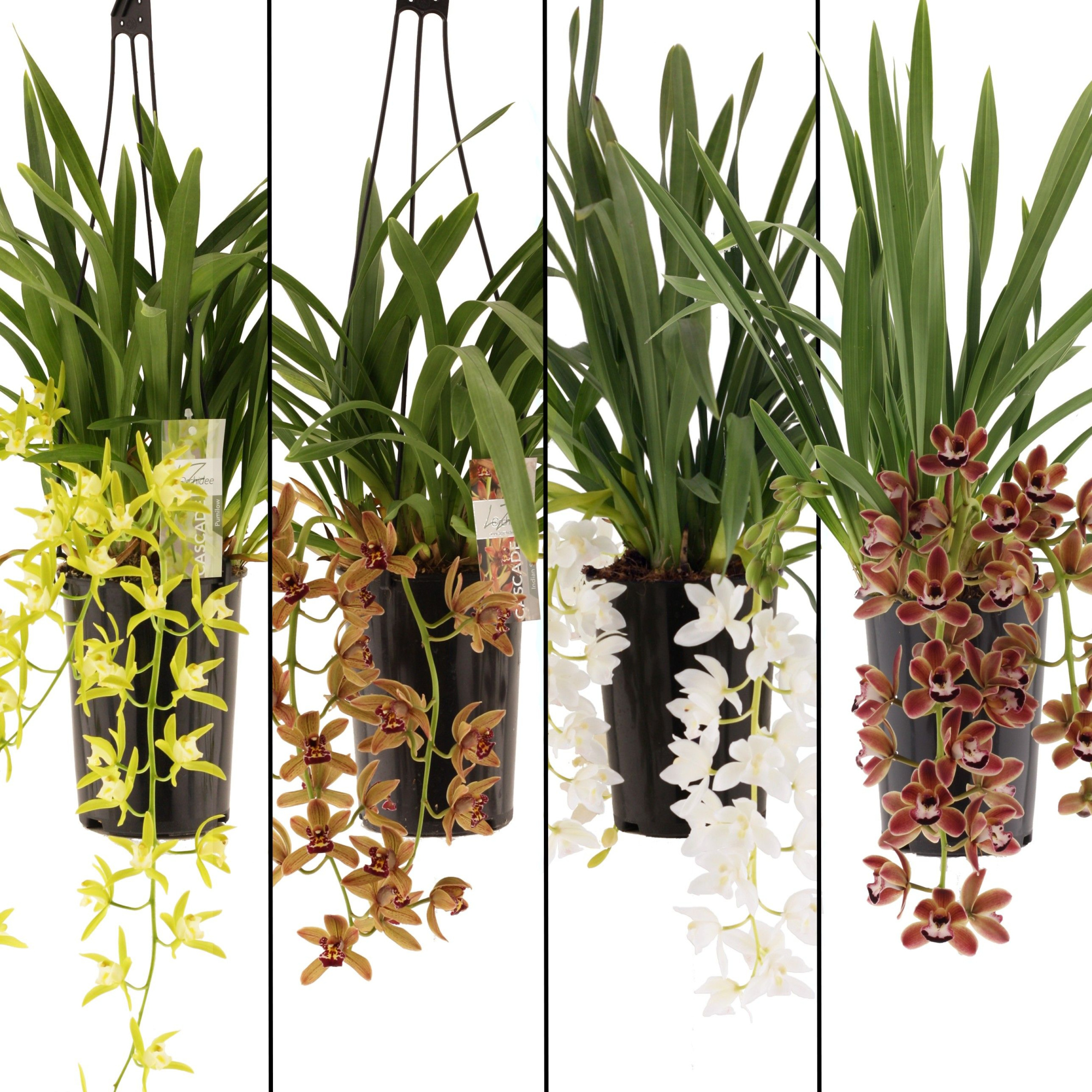 mix cascade 3-4 tak,, D 14