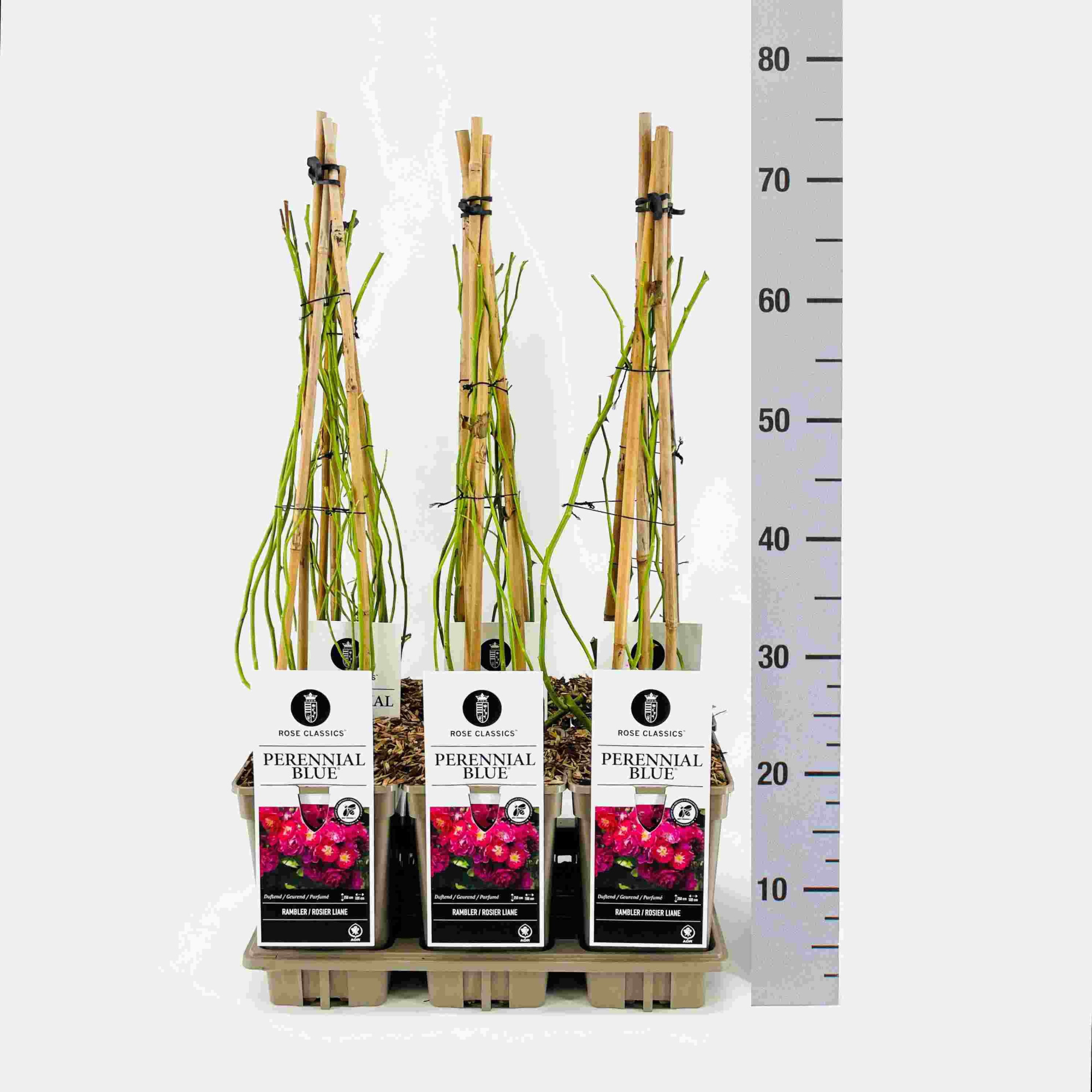 Rose (Rambler) Perennial Blue ®, C3, 3 stok 75cm, D 17