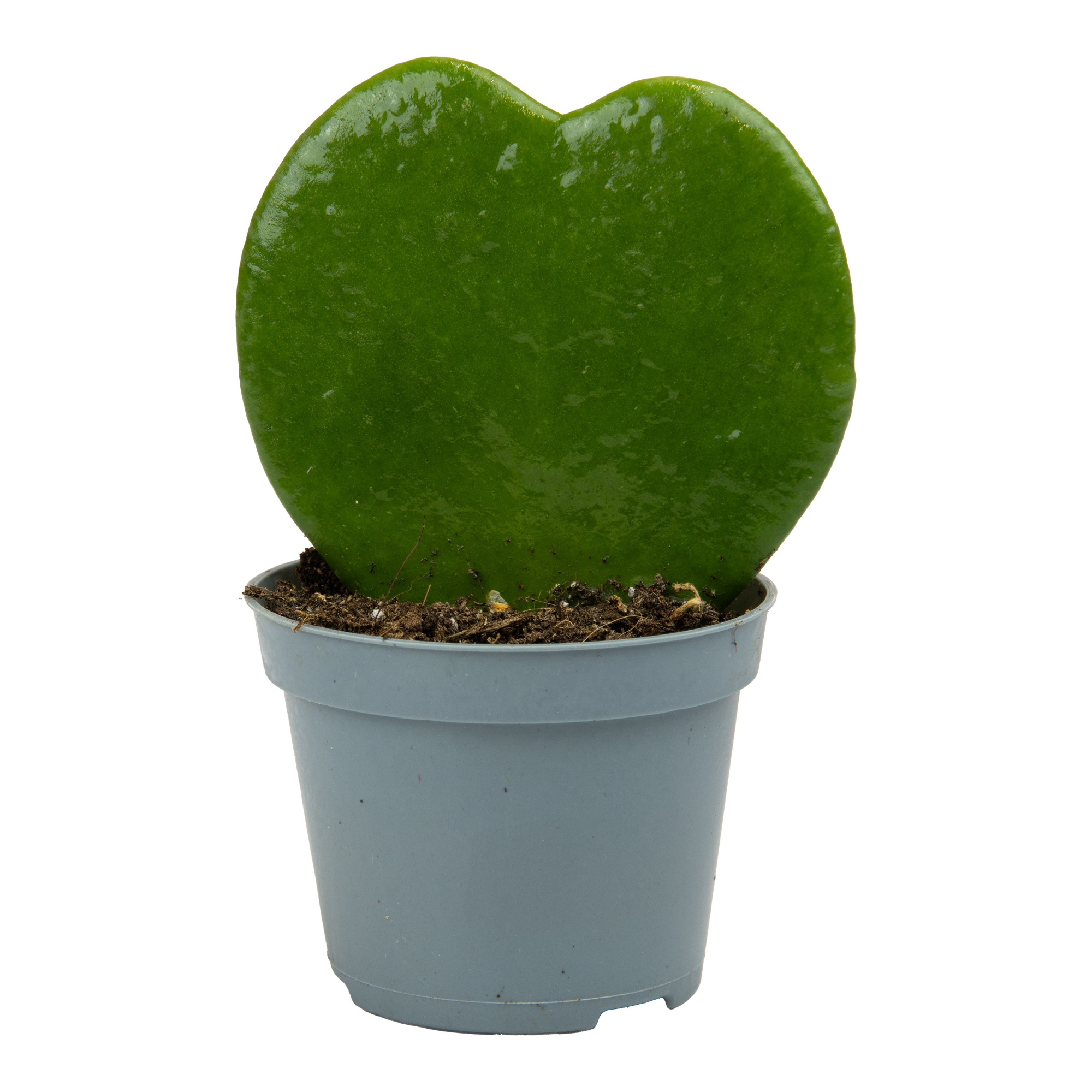 Hoya Kerrii P6 cm, D 6