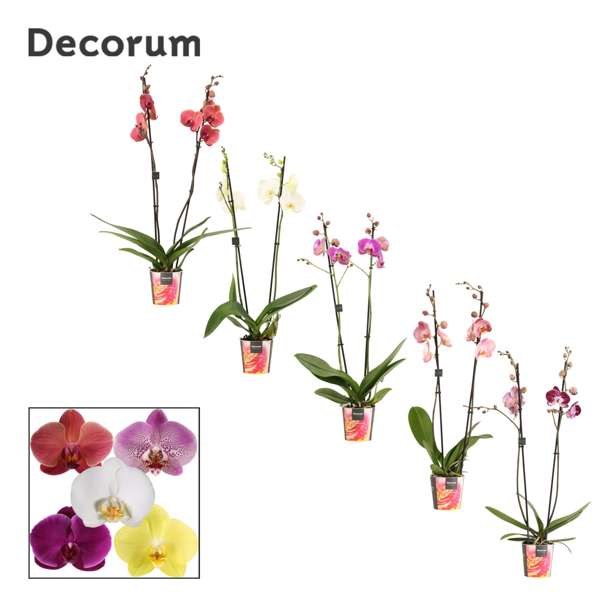 Phalaenopsis 2 tak 16+ mix (Decorum), D 12