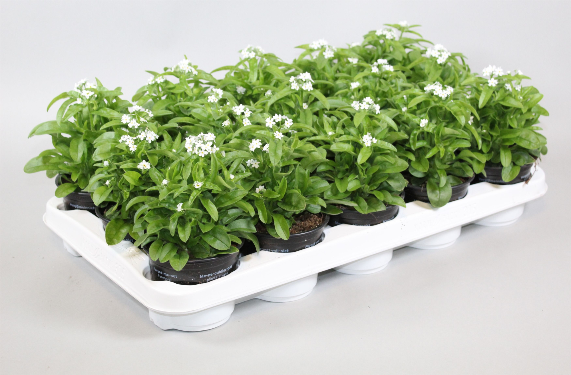 Myosotis Mon Amie Wit, D 10,5