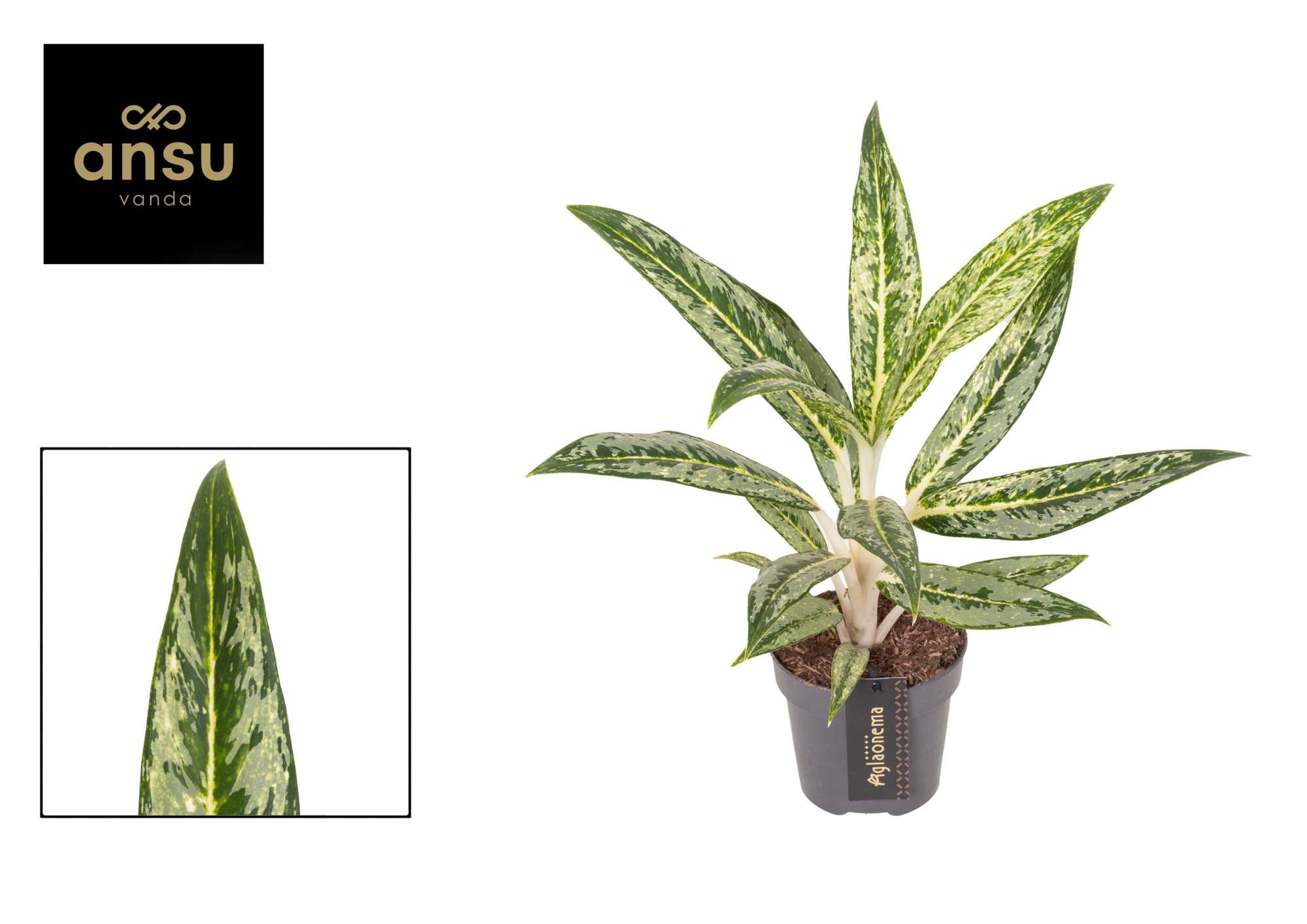 Aglaonema Matcha Lemon, D 12