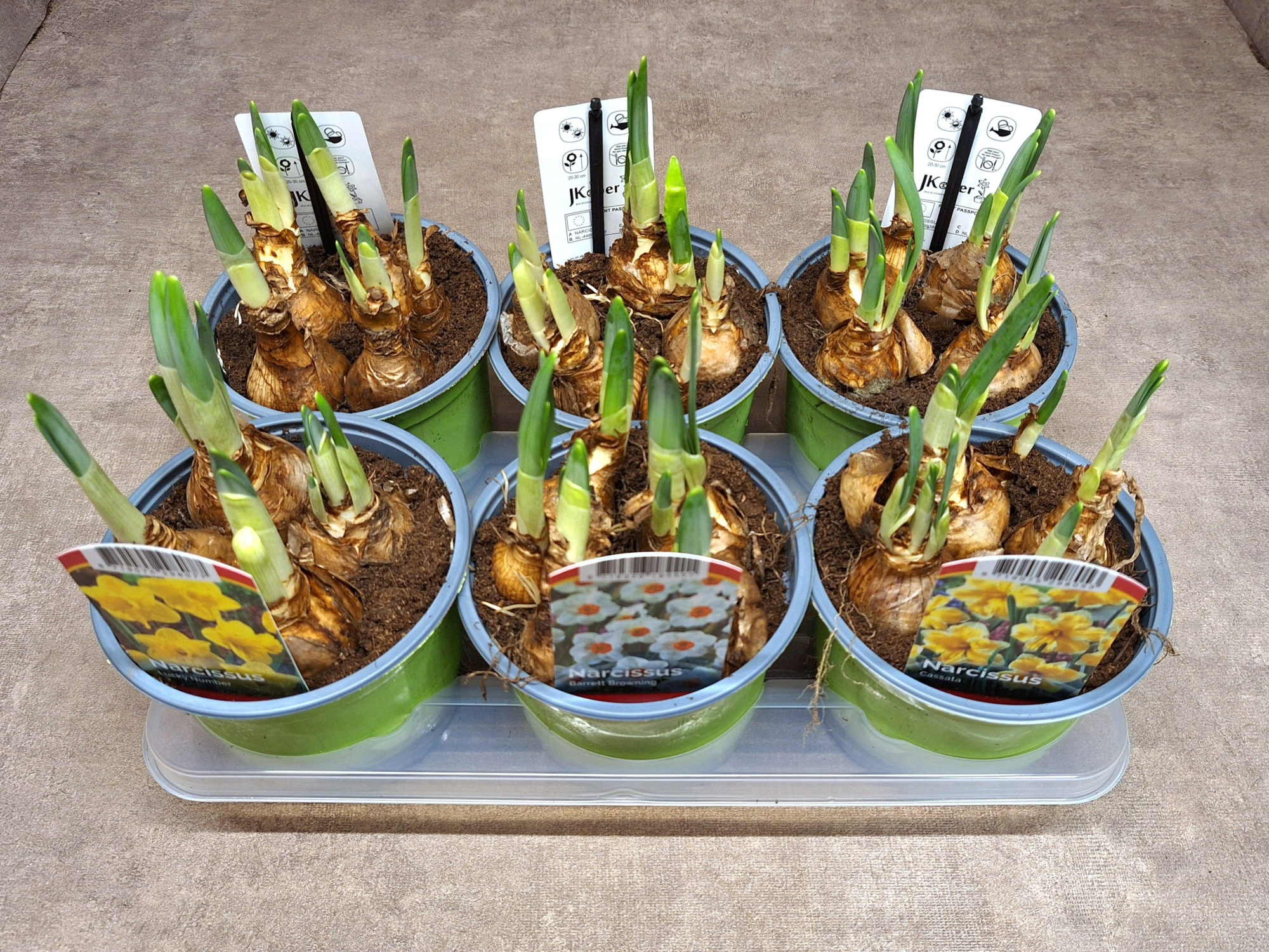 Miniatuur Narcissen - meerbloemig - 3 soorten per tray, D 12