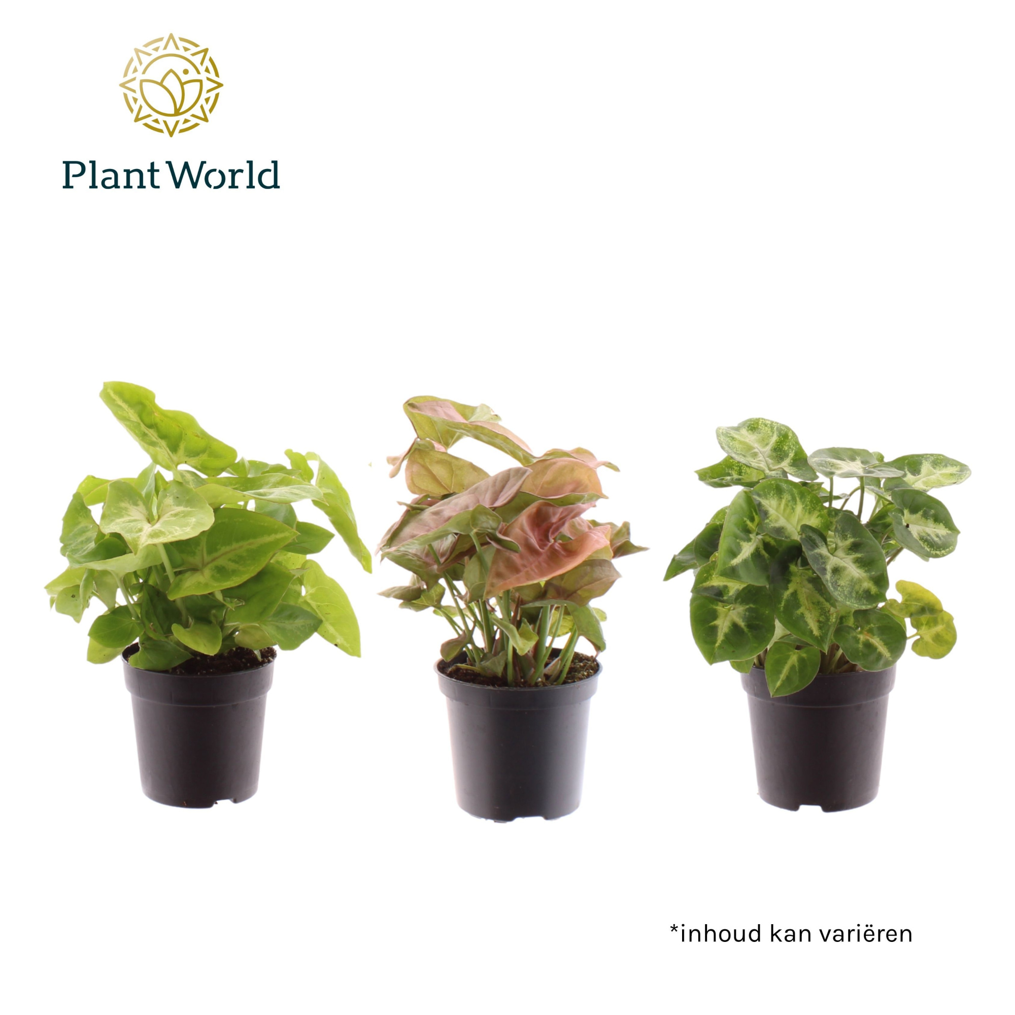 Syngonium gemengd 7 cm, D 7