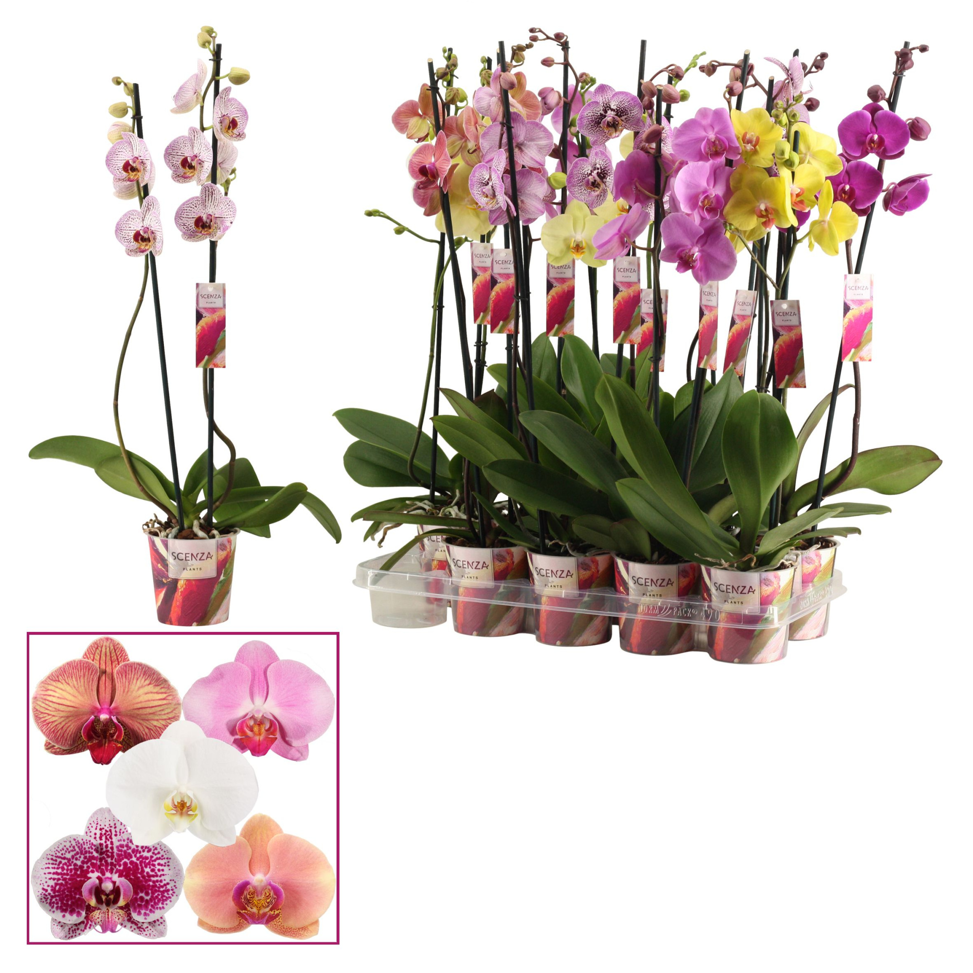 Phalaenopsis 2 tak 15+ mix lang (Scenza), D 12