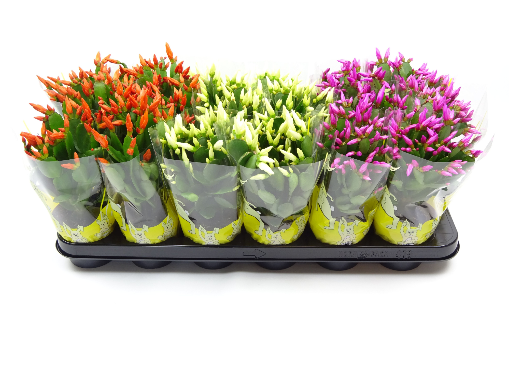 Rhipsalidopsis 9 cm paashoes, D 9