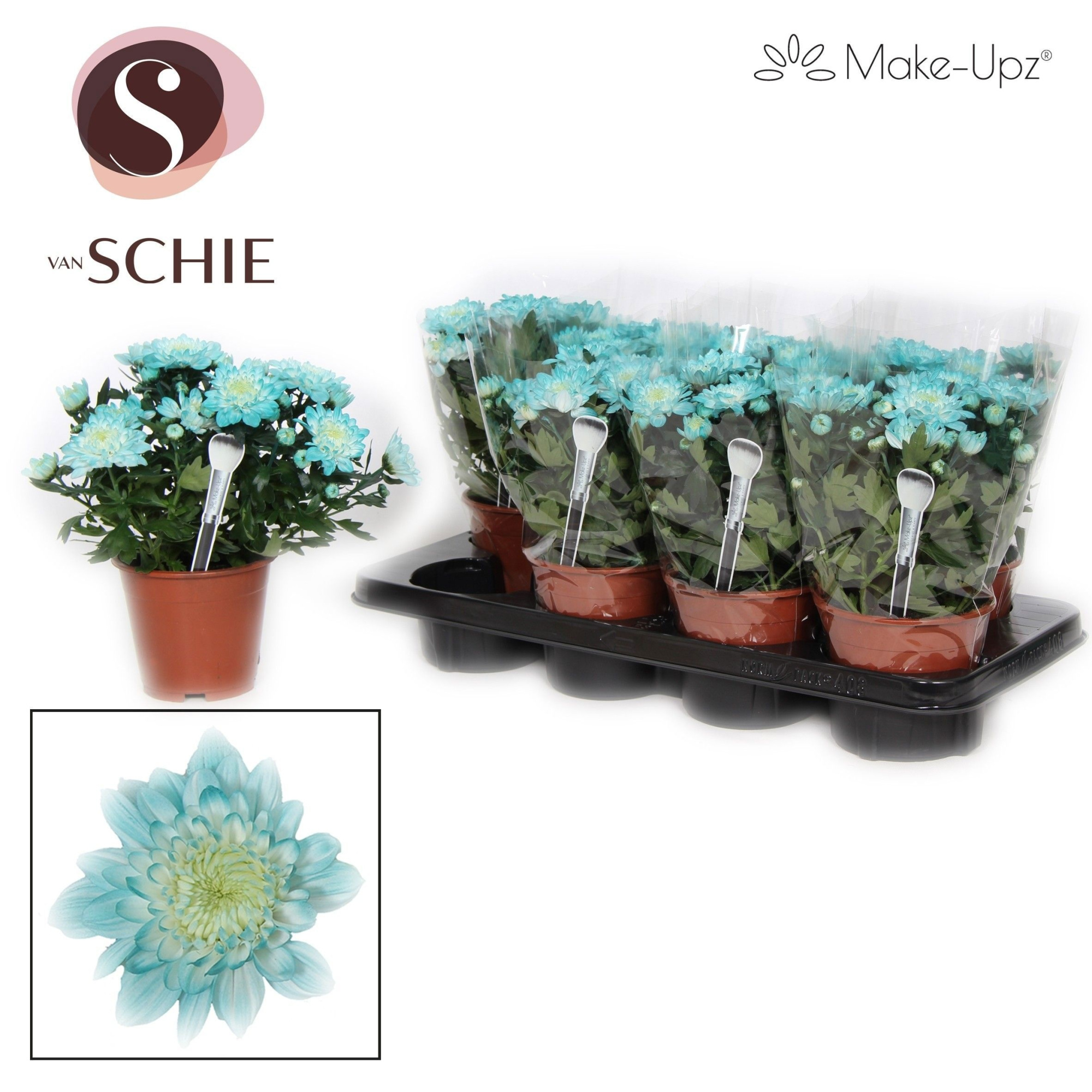 Ch Grandezza Make-Upz® PASTEL Blue, D 13