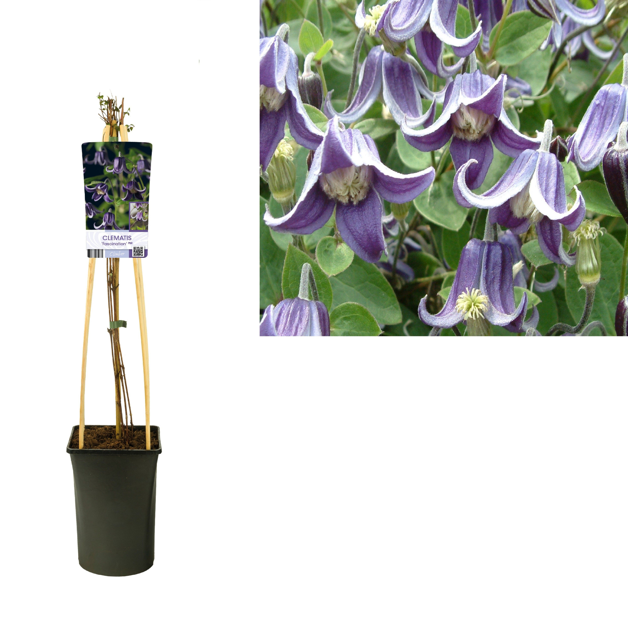 Clematis 'Fascination' PBR +light label, D 17