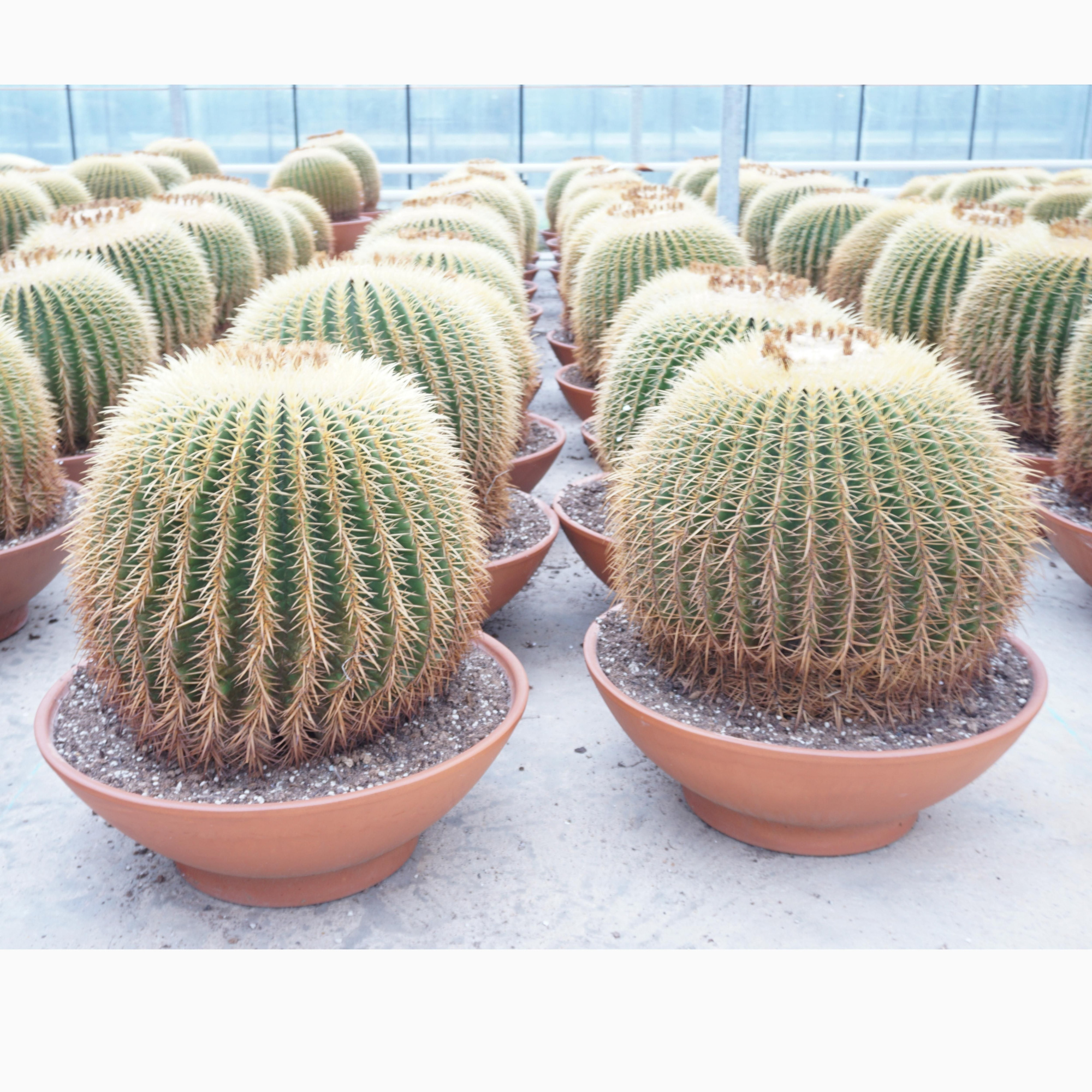 Echinocactus grusonii enkel 60 cm, D 60