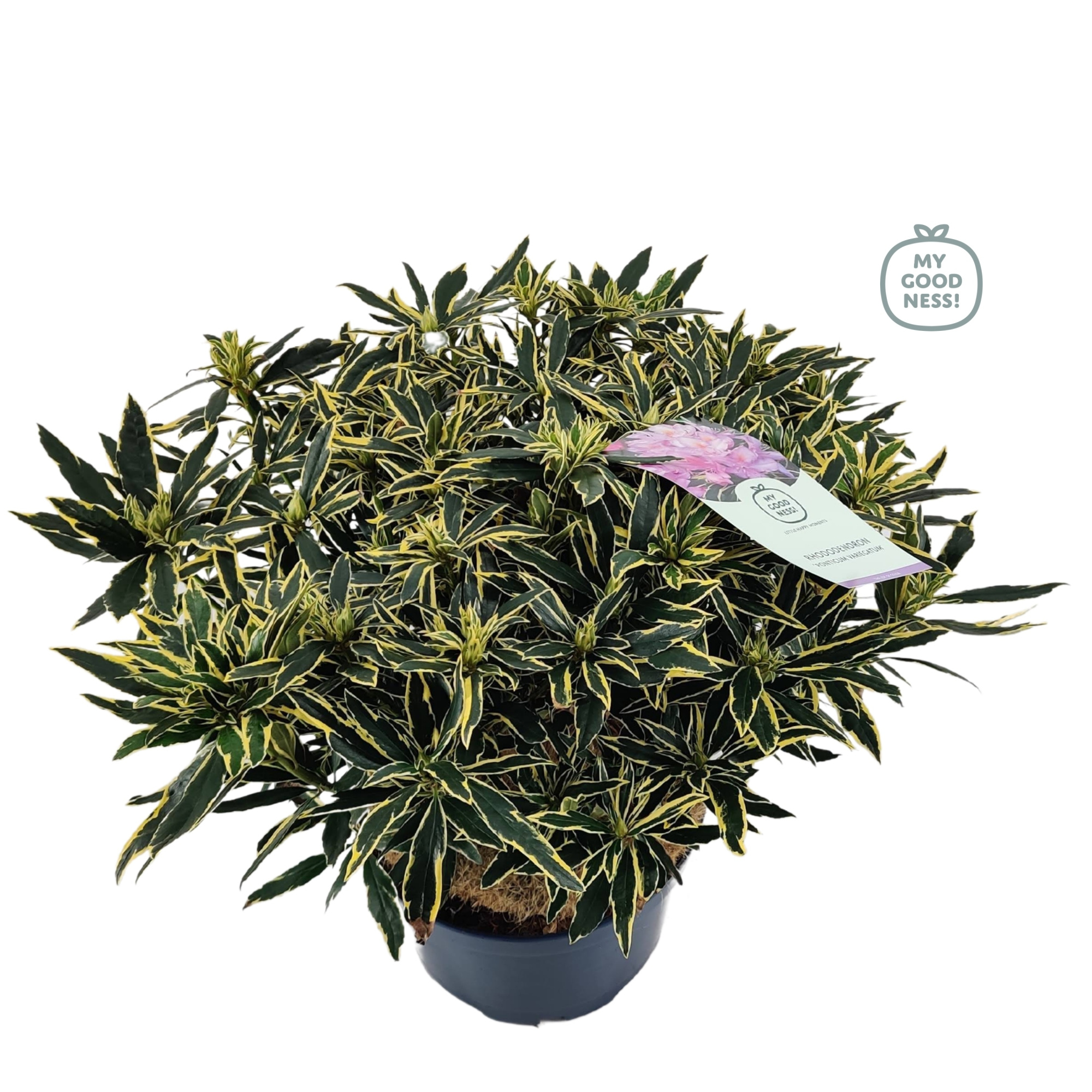 Rhododendron 70-80 /15 liter 'Ponticum Variegatum', D 34