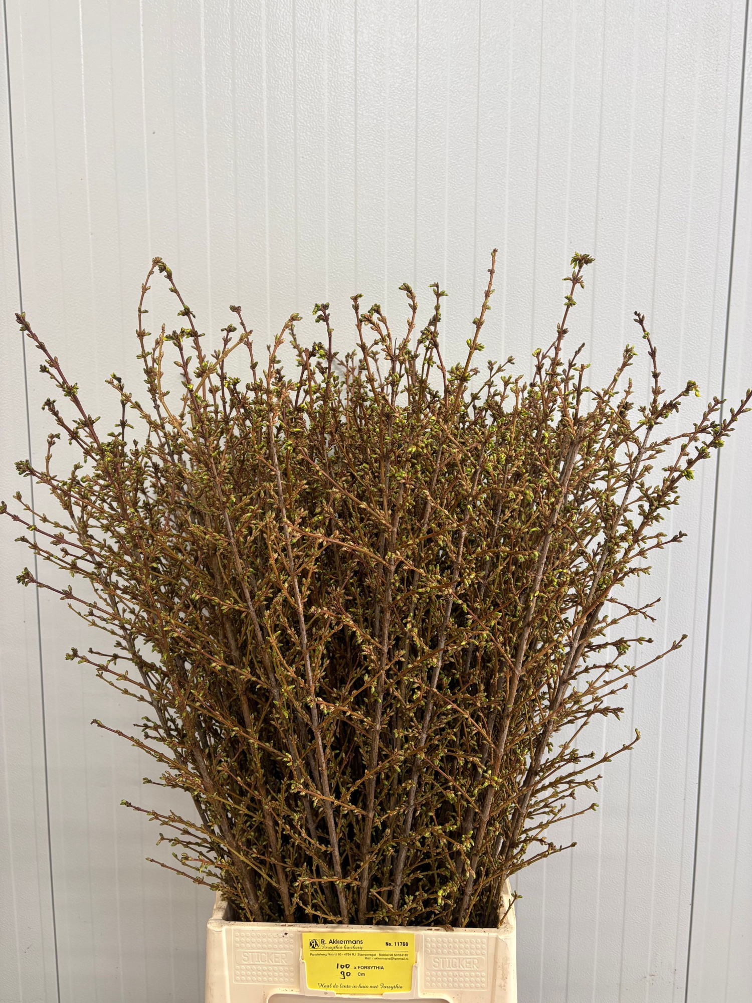 Форзиция Спектабилис 90 (желт.), шт.