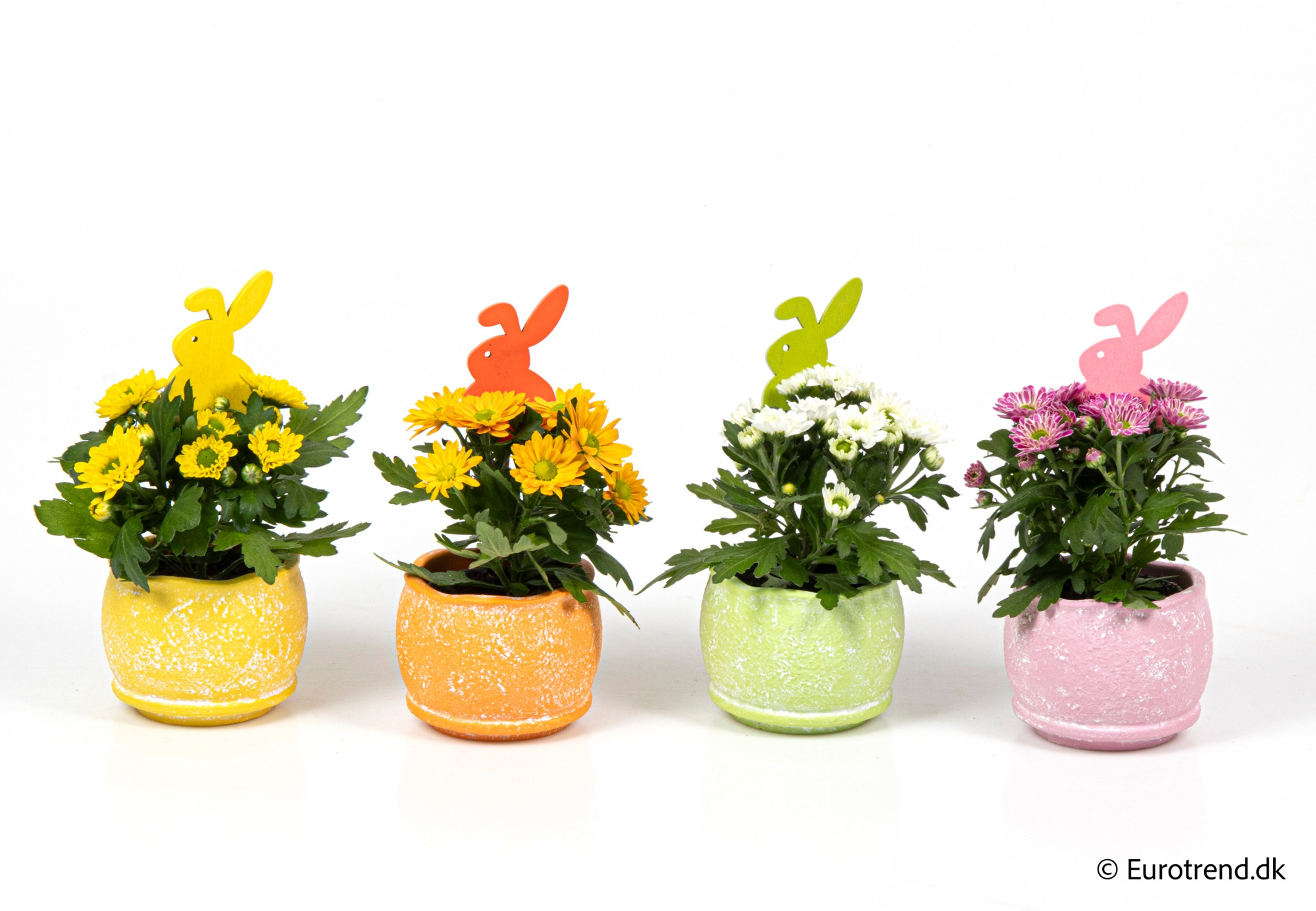 Chrysanthemum in Easter ceramic 2026, D 6