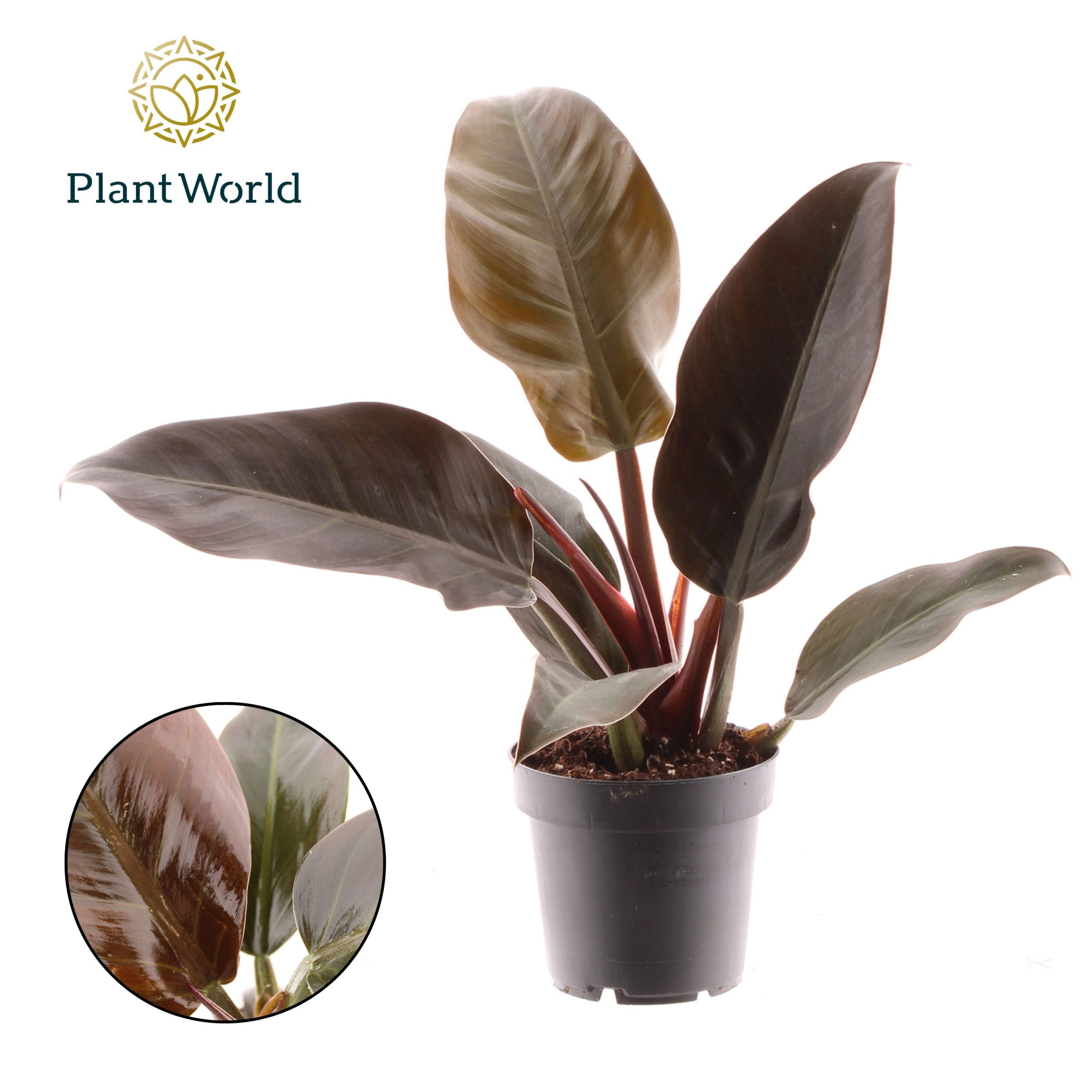 Philodendron Imperial Red, D 12