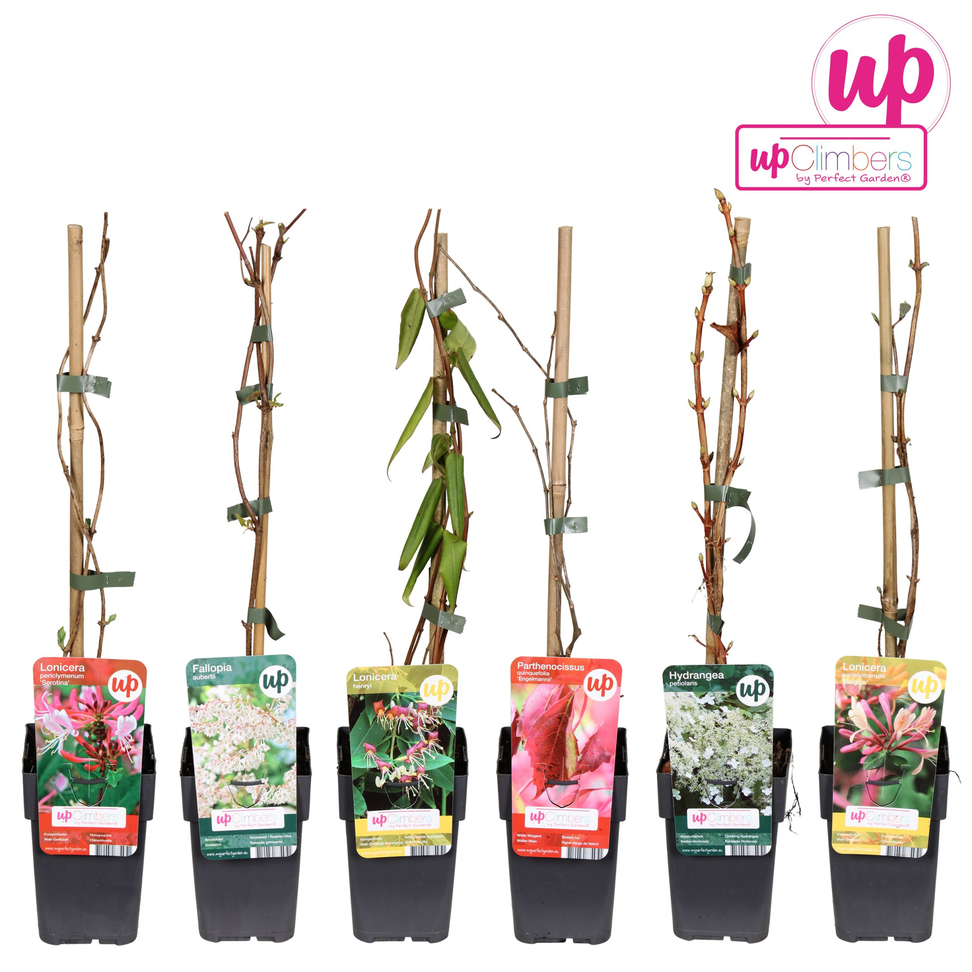 Klimplanten mix laag value P12, D 12