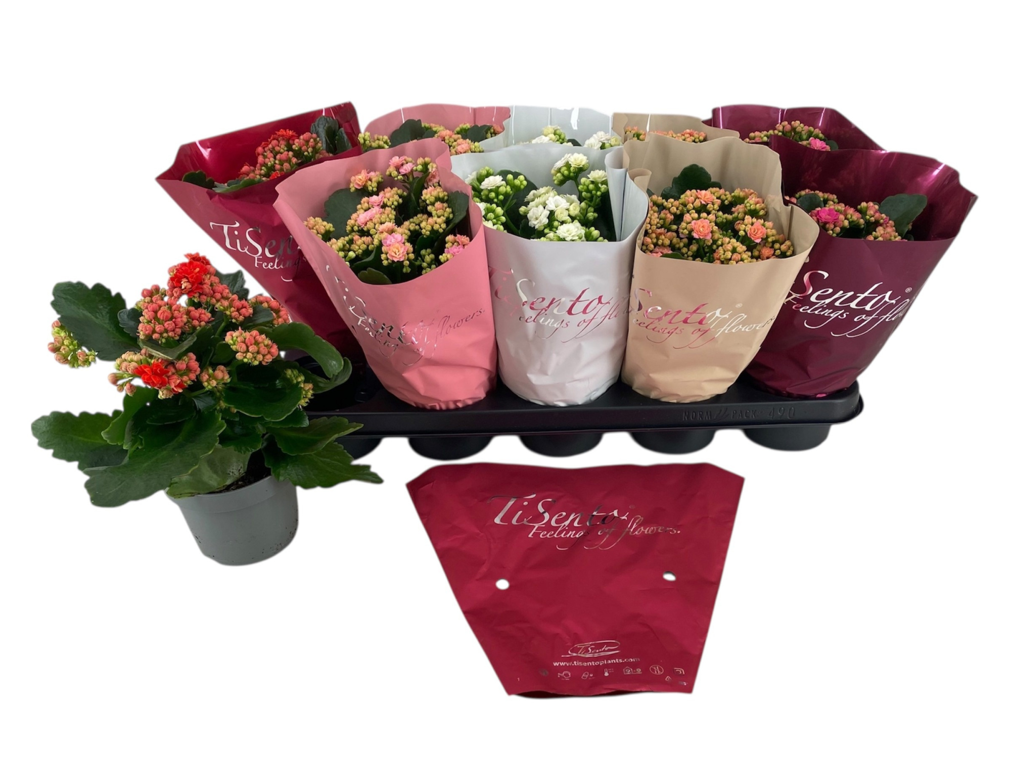 Calandiva 12 cm mix in Sierhoes, D 12