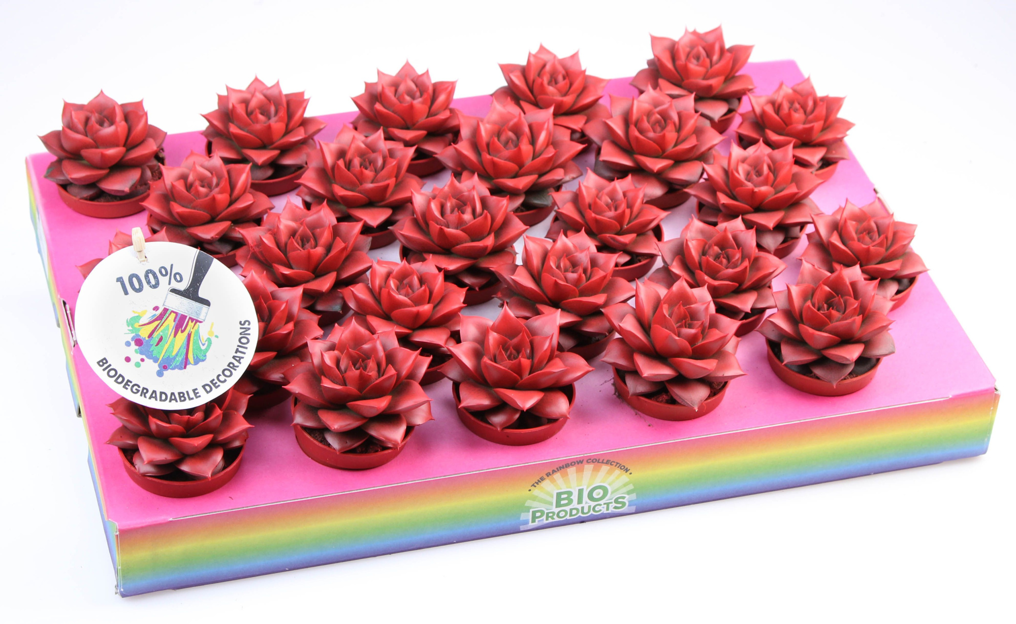 Bio purper rainbow red, D 5,5