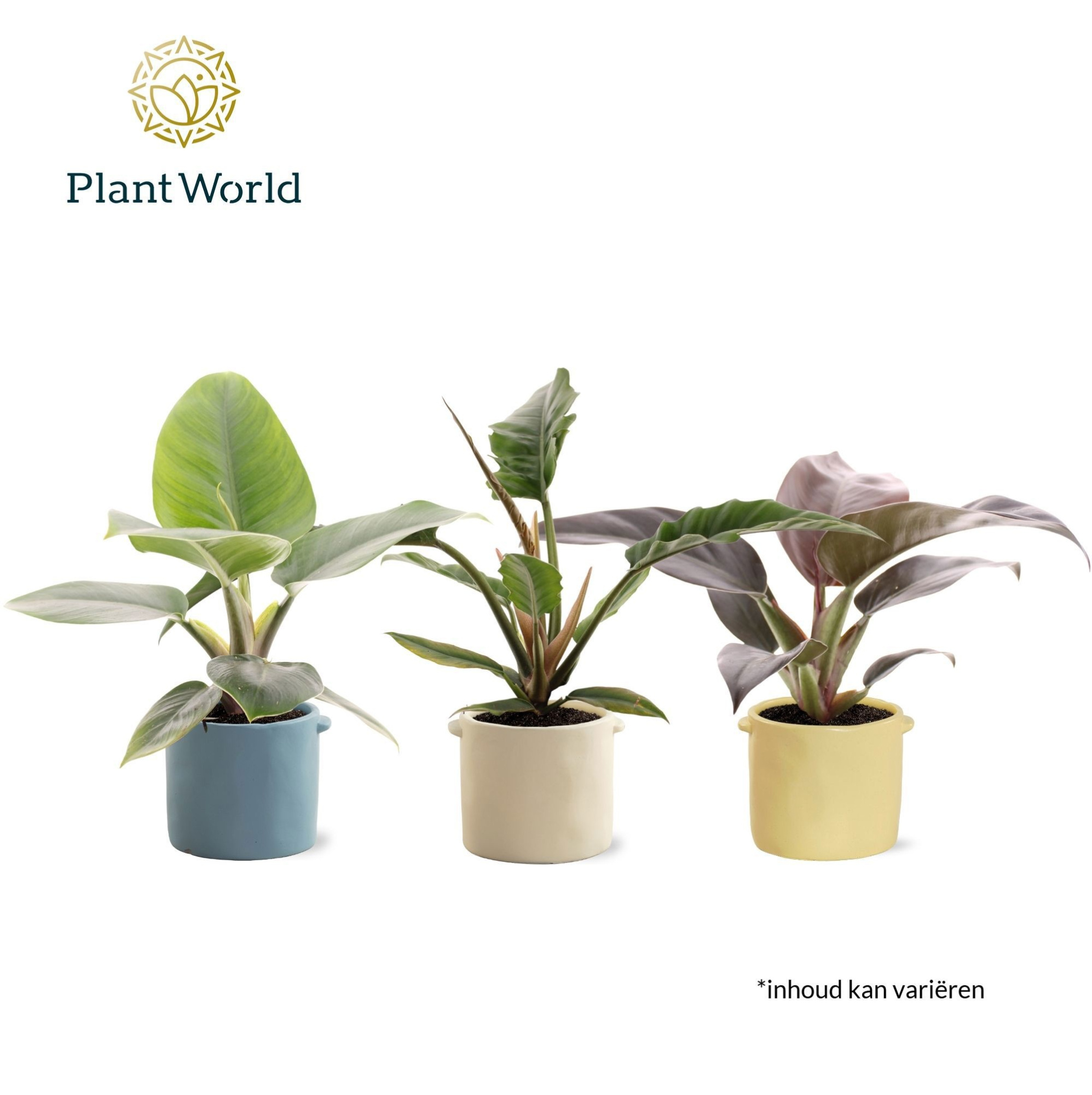 Philodendron mix 14 cm in pot Charlotte, D 14