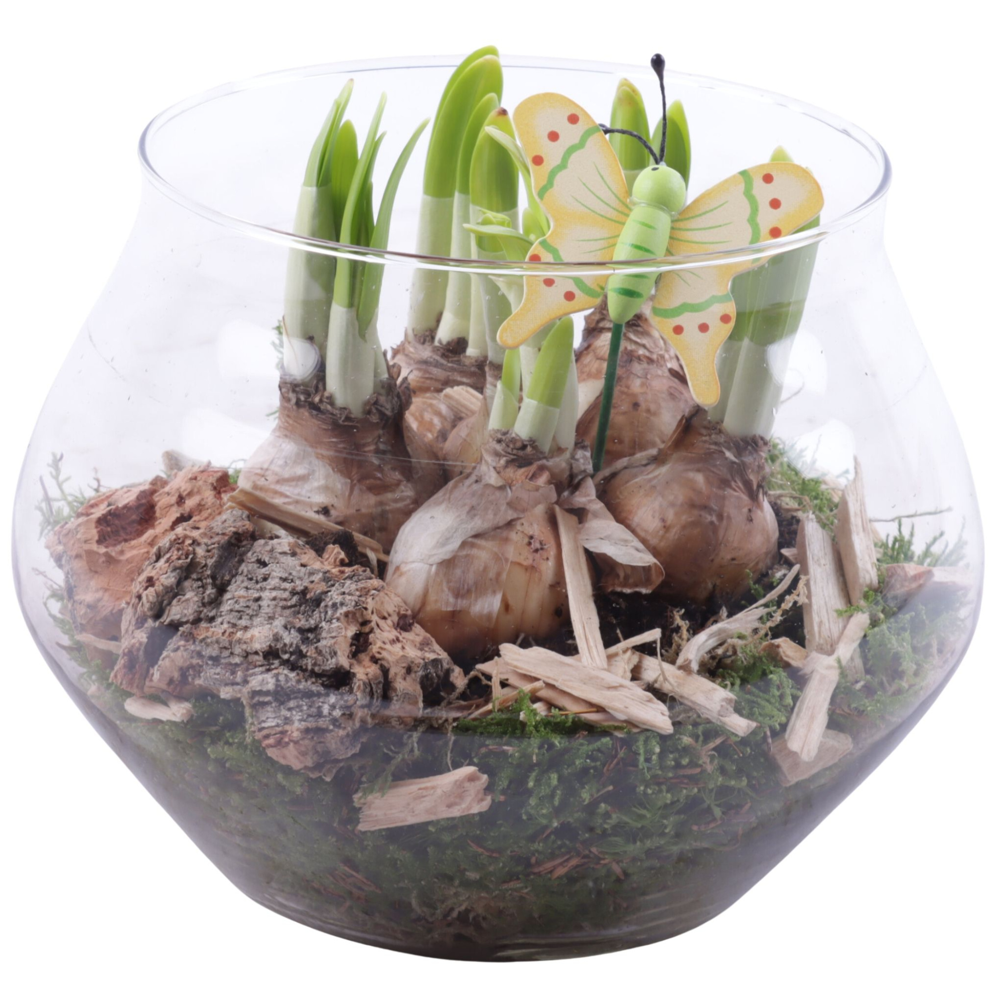 Bulbs Arr. Narcis Glass UFO Vase Ø20cm, D 20