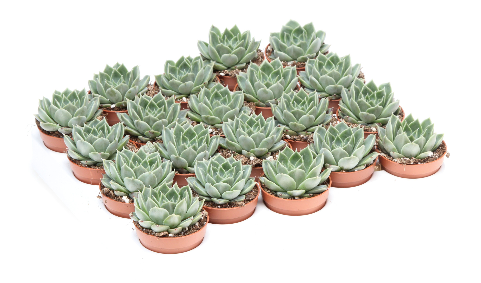 Echeveria agavoides, D 5,5