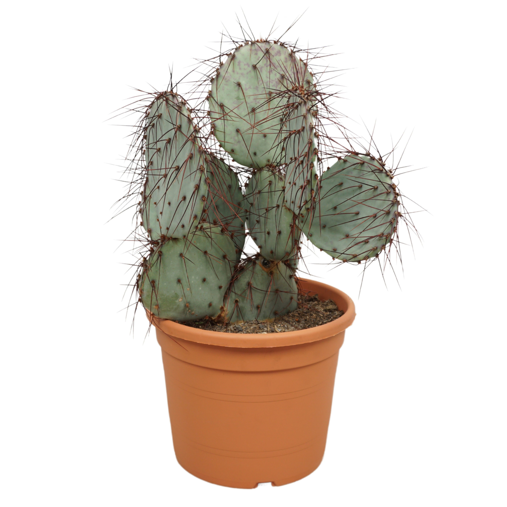 Opuntia violacea 27 cm, D 27