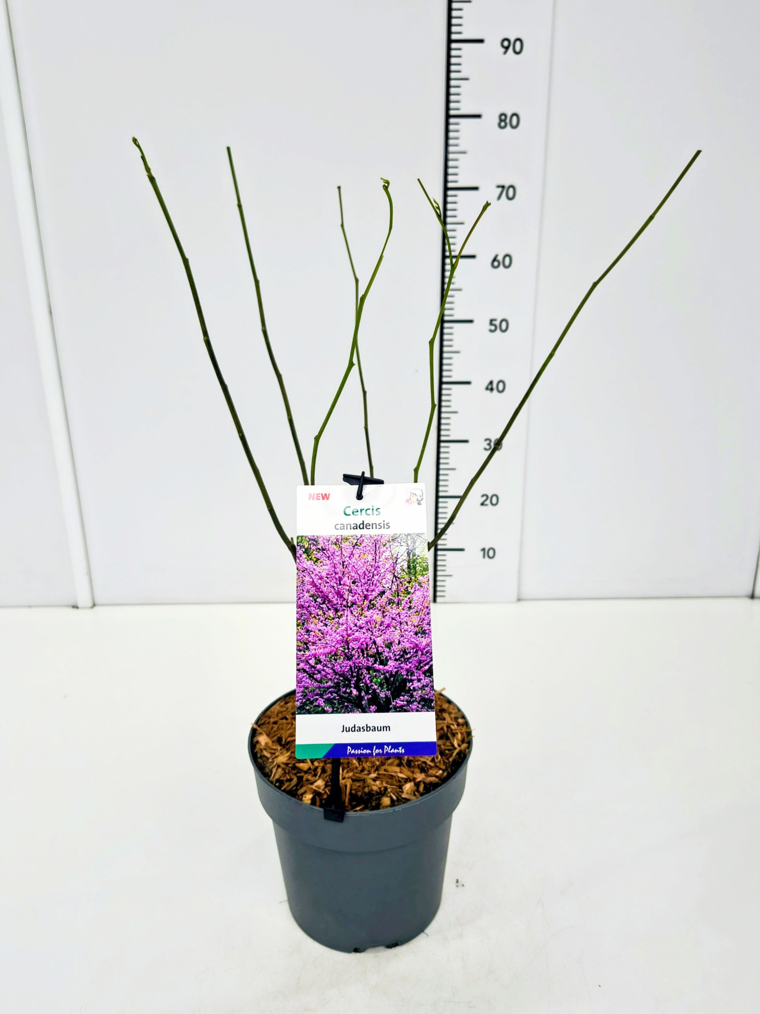 Cercis canadensis 40-60C4, D 21