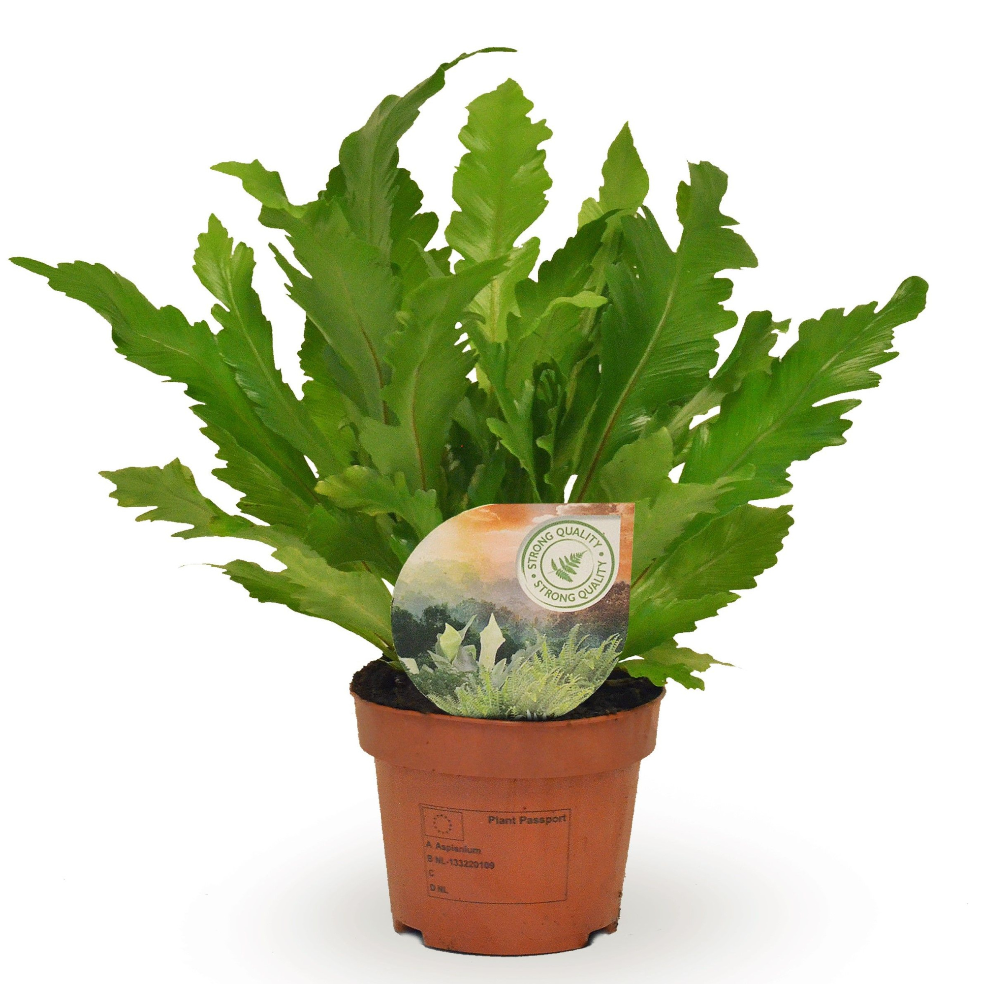 Asplenium Campio, D 12